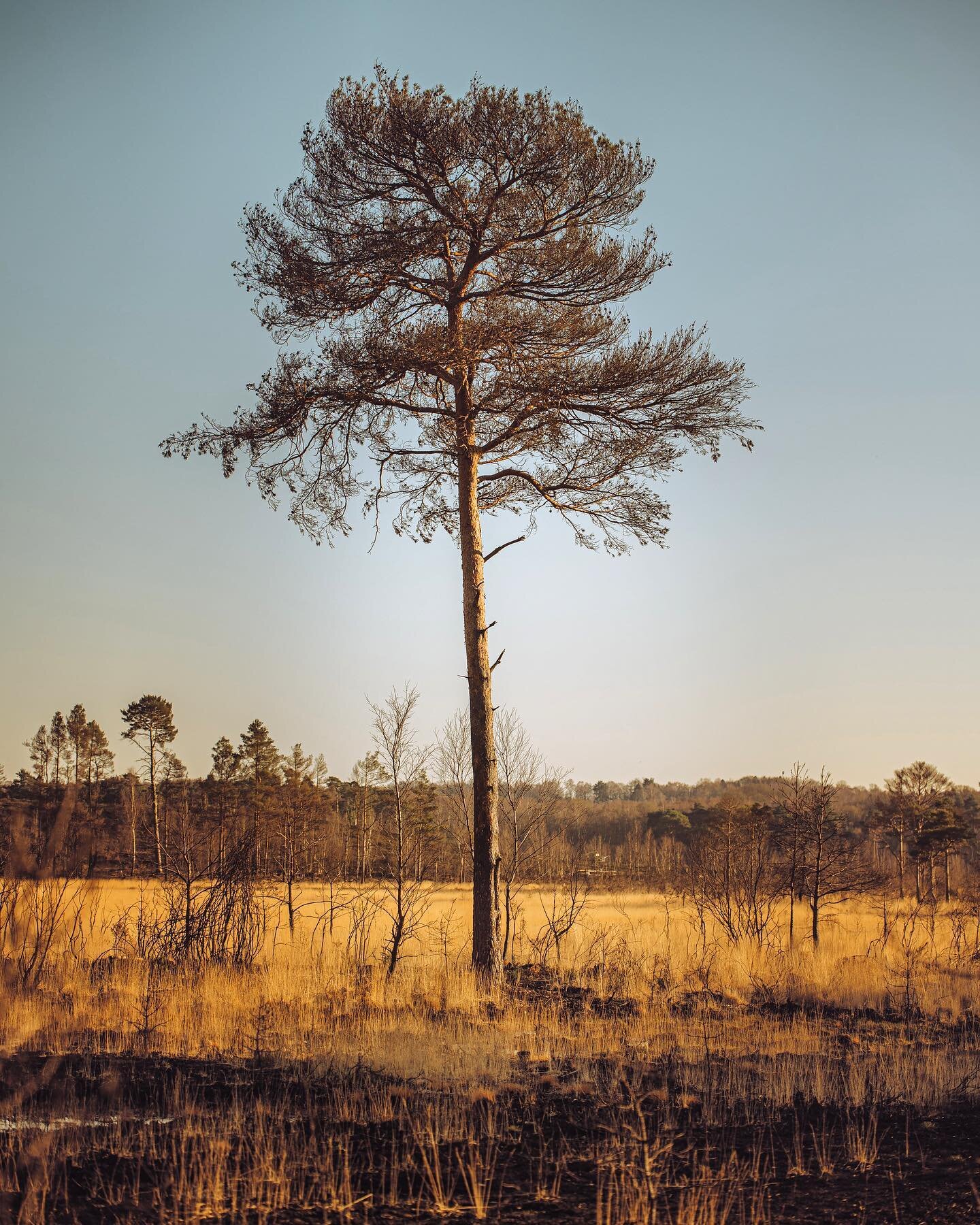 I cannot adequately describe how wonderful and needed it was to get out into wide open spaces in the bright sunshine...
&bull;
&bull;
&bull;
&bull;
&bull;
#trees #tree #landscapes #lonetree #landscape_lovers #landscapephotography #treestagram #nature