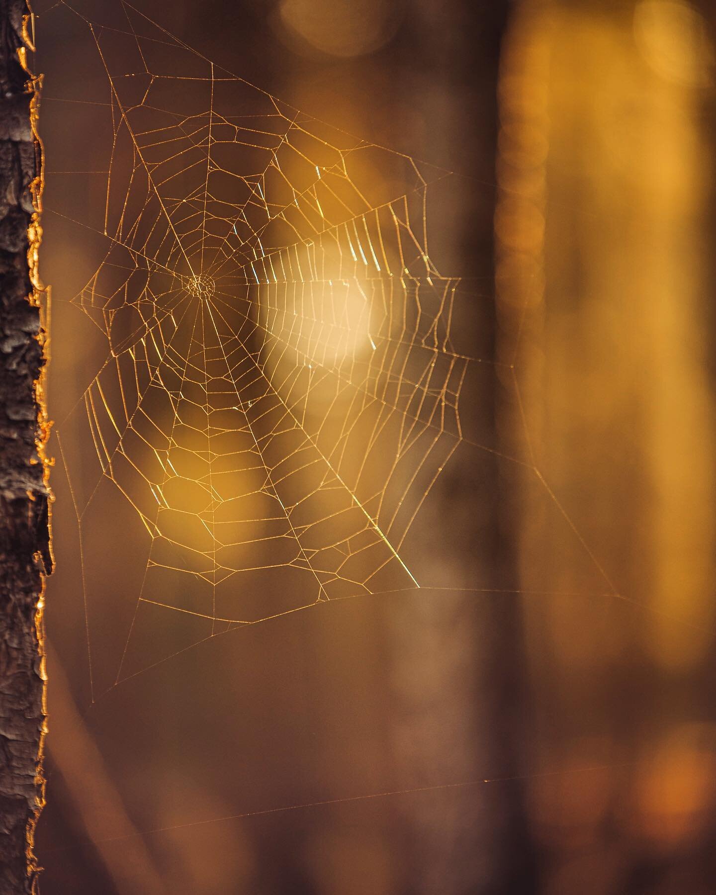 Fragile strength
&bull;
&bull;
&bull;
&bull;
&bull;
#spiderweb #spider #arachnid #spiders #web #ara&ntilde;a #sunrise #sunsetlovers #spidersofinstagram #sunsets #sunsetporn #insect #arachnids #sunset_madness #sunset_pics #bugs #insects #evening #dusk