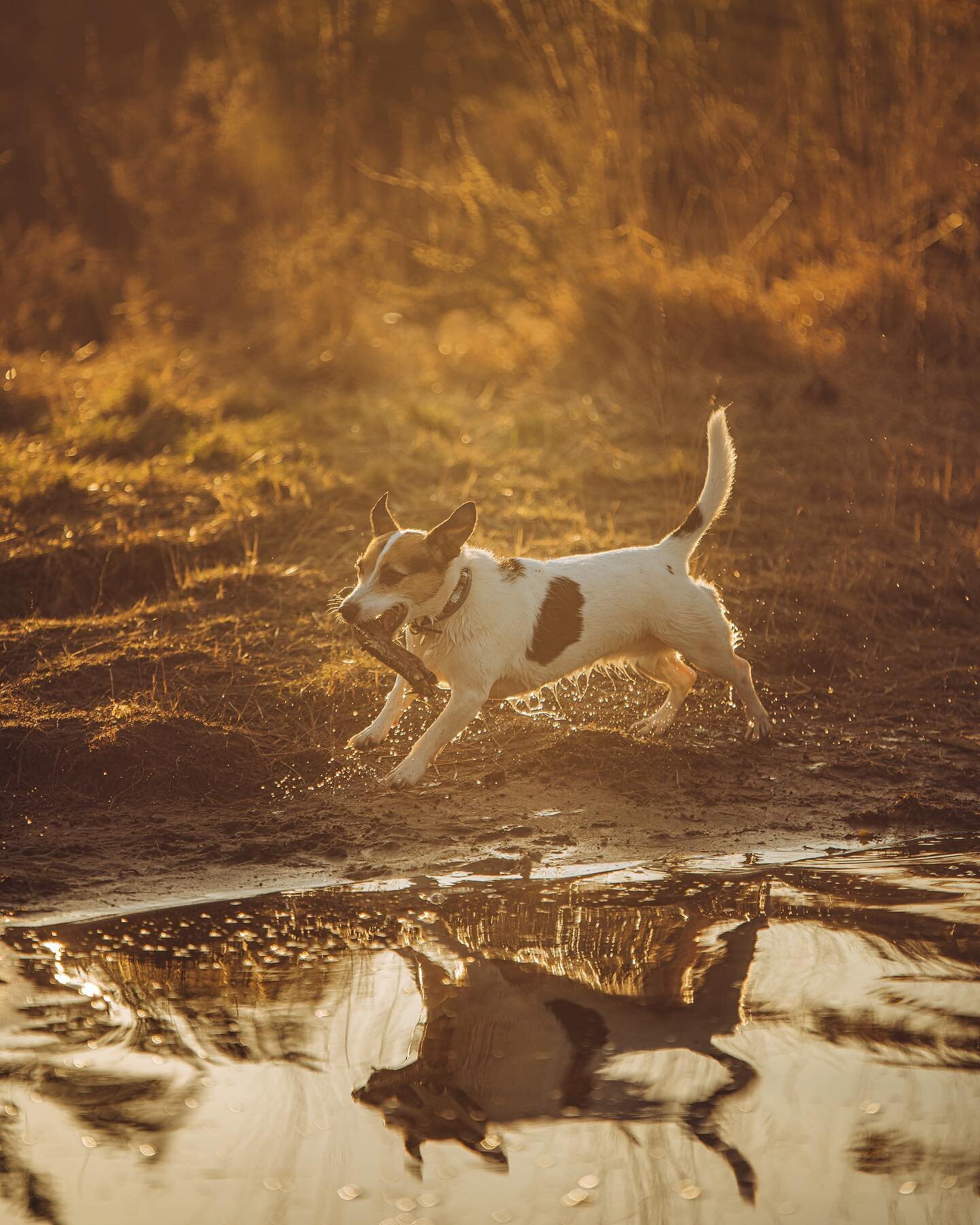 So, apparently @pippywiggle has been a little put out that she hasn&rsquo;t featured lately... here she is, modelling the best in &ldquo;late winter&rdquo; looks, the dripping dog!
&bull;
&bull;
&bull;
&bull;
&bull;
#goldenhour #jackrussell #nature #