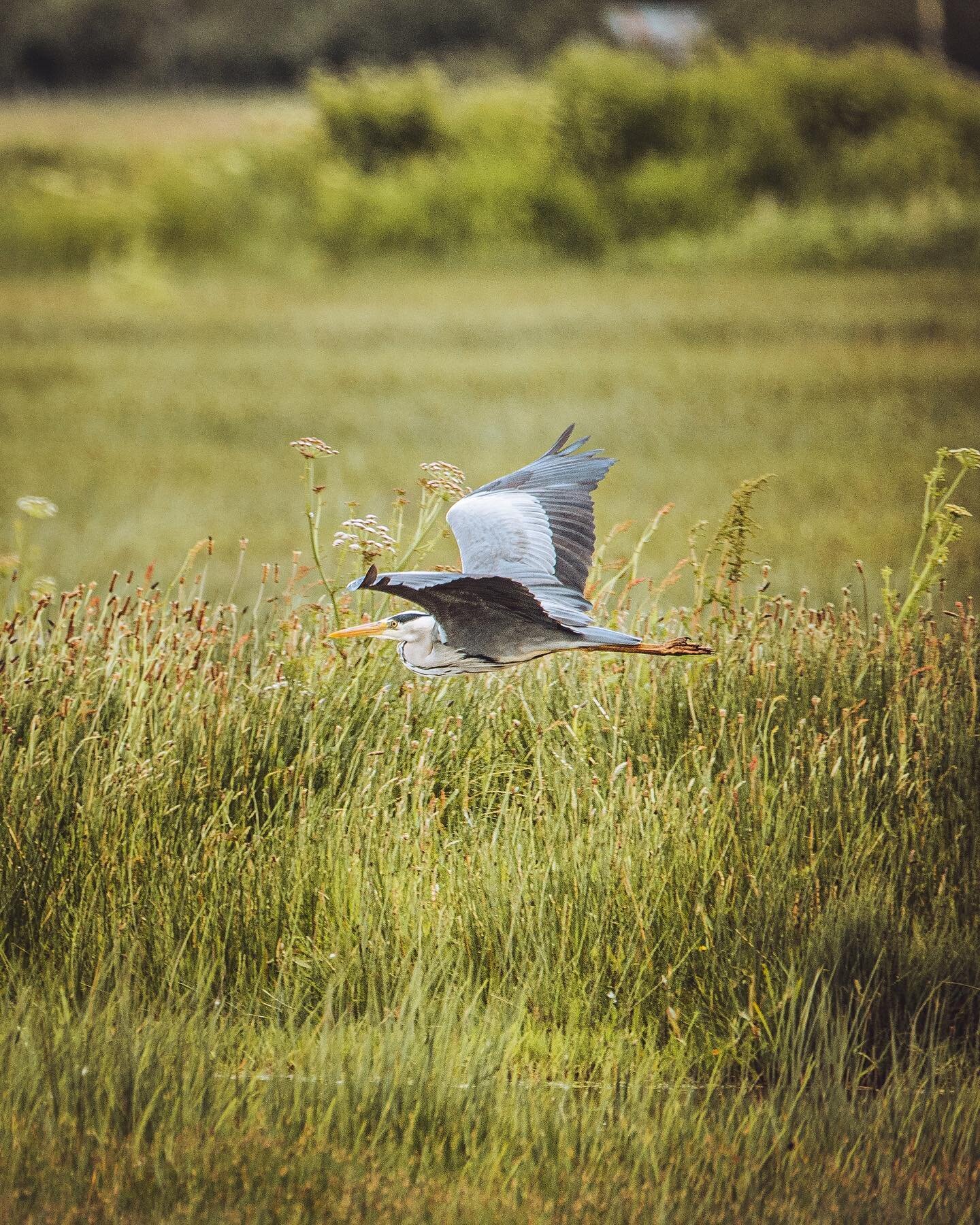 Having seen a heron in the garden last night, reminded me of the last time I saw one, on Islay! I&rsquo;m so excited and looking forward to being able to explore again!
&bull;
&bull;
&bull;
&bull;
&bull;
#birdwatching #birdphotography #birding #birds