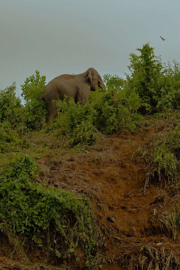  in Bangladesh the Asian elephant is protected by the “Wild Animal Preservation and Security Act” from 2012. If any person kills an elephant he shall be punished with imprisonment from two up to seven years and a fine of 100.000 up to 1.000.000 taka 