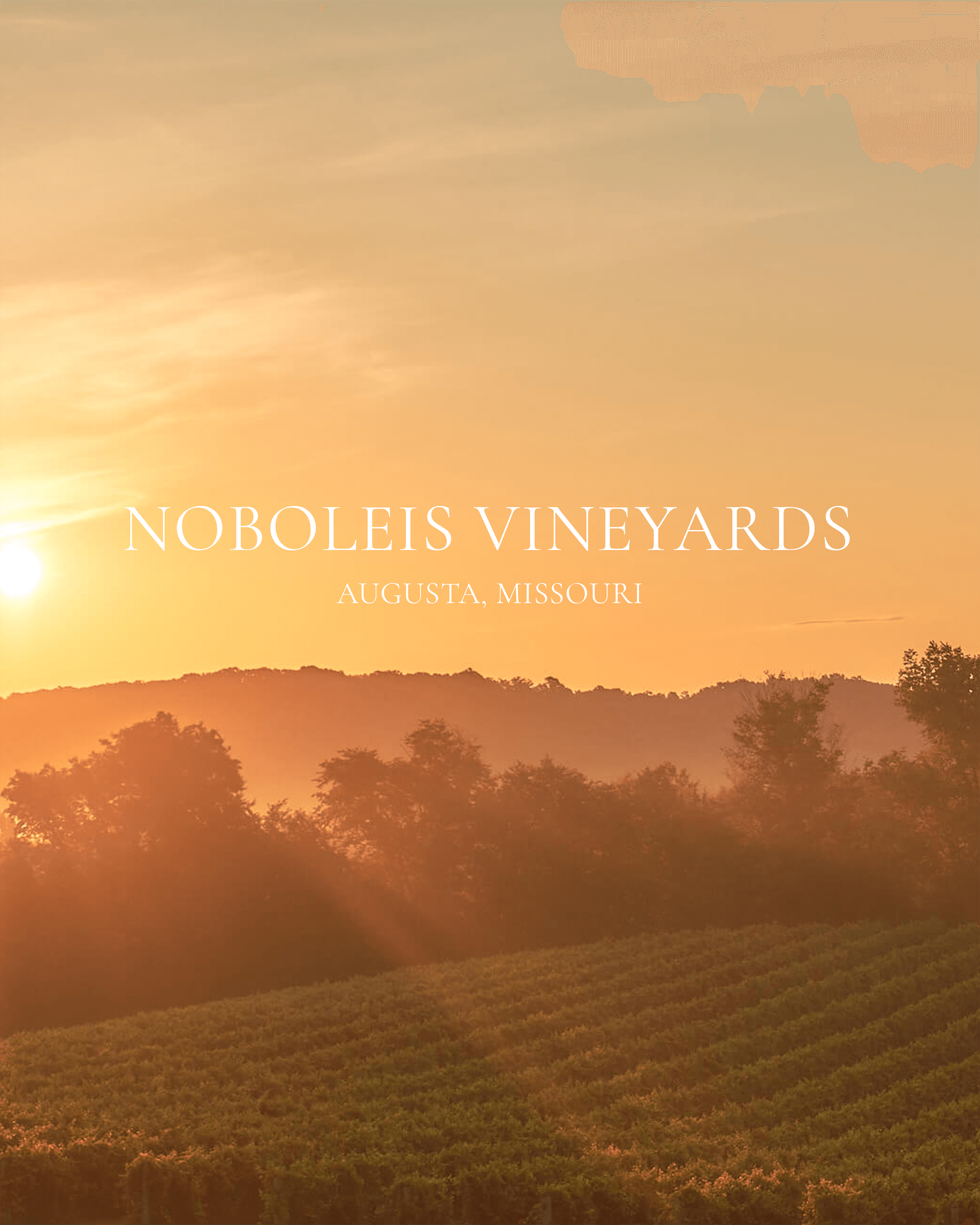 Noboleis Vineyards Website by Novel Marketing Agency St. Louis