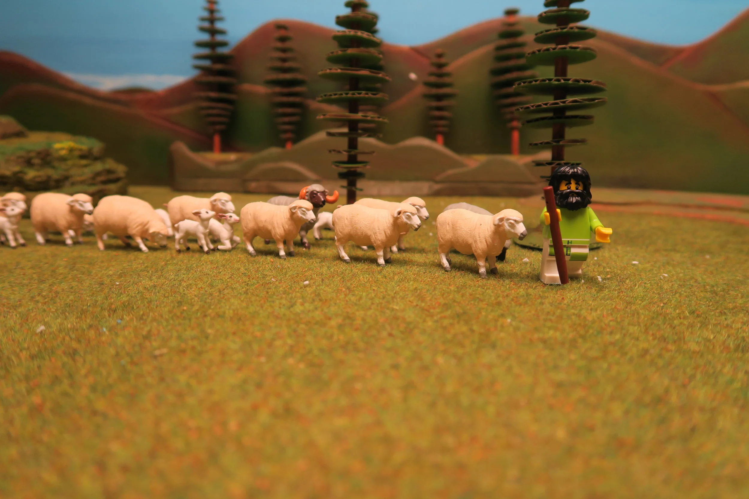   SLIDE 4   The sheep knew the shepherd’s voice and would follow him, trusting him to lead them safely to the place where they would eat that day. The sheep would not follow anybody, they would only follow their own shepherd.     