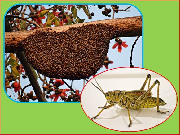   SLIDE 5  John was a rough and ready guy and he certainly attracted people’s attention. Spending most of his time out in the desert he ate locusts and wild honey.  