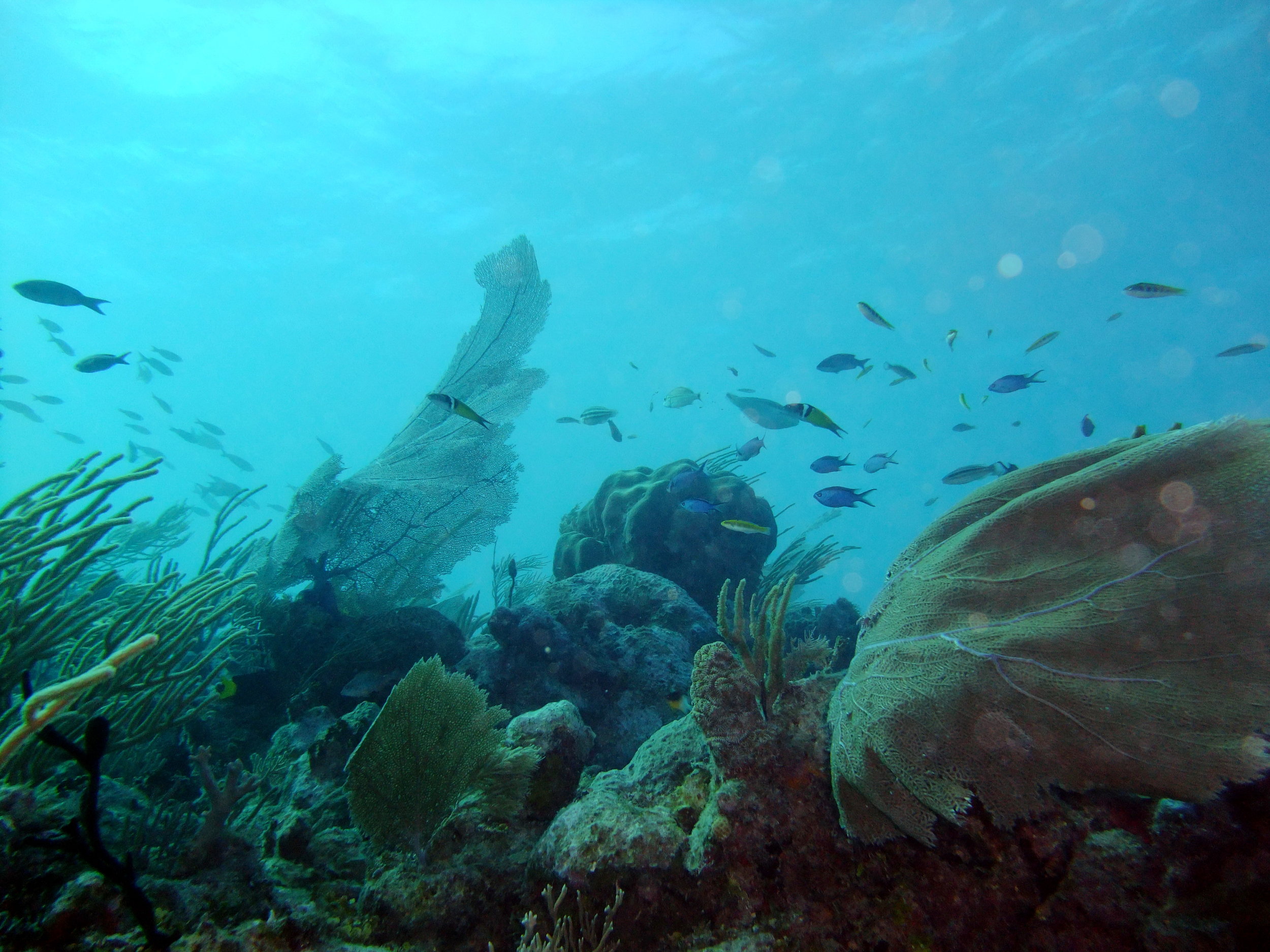 dive-dreamtime-mahahual-reef.jpg