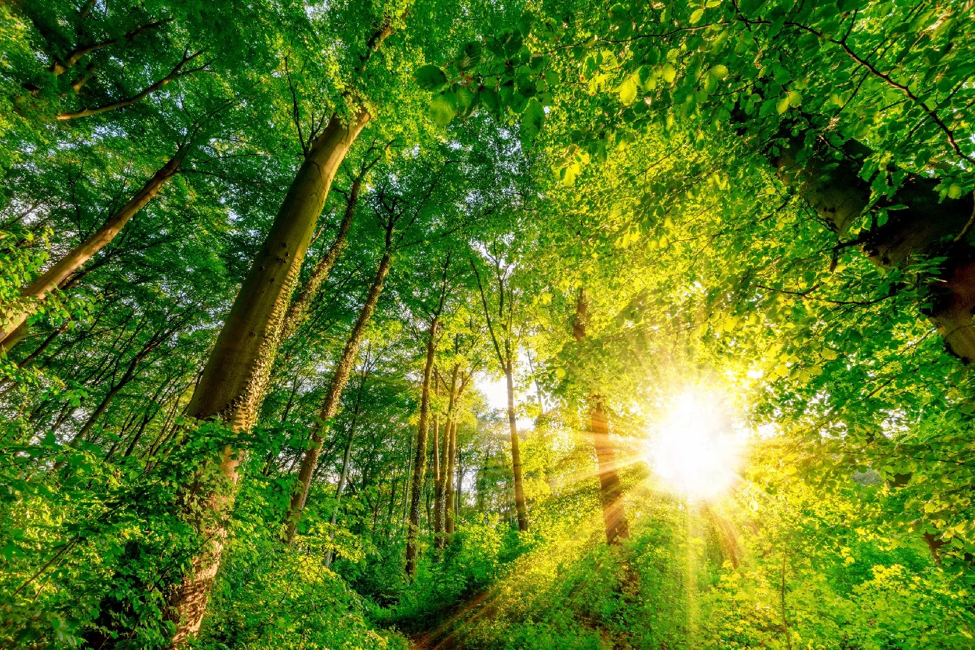 Sun rays shining through green leaves and trees