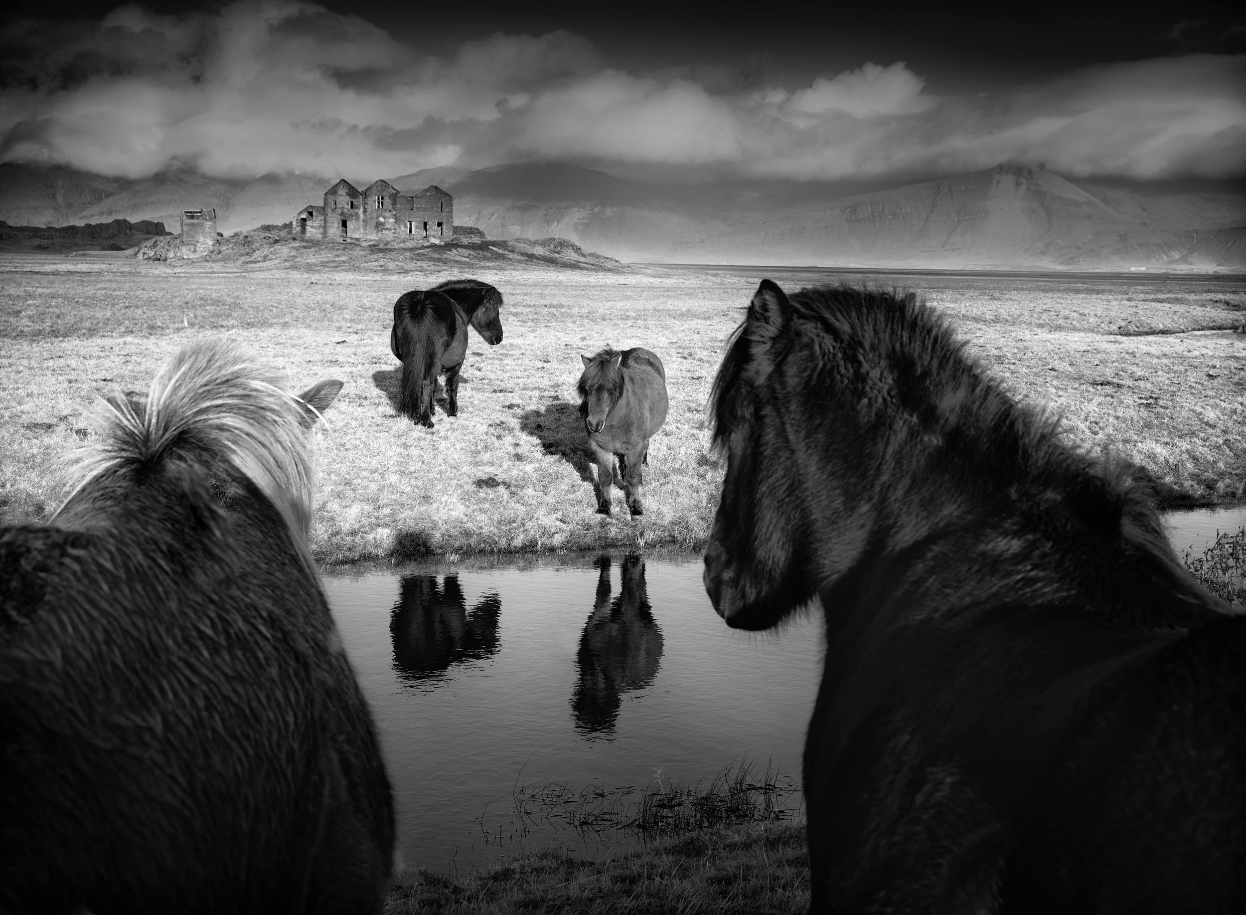 Black and white photo of wild ponies