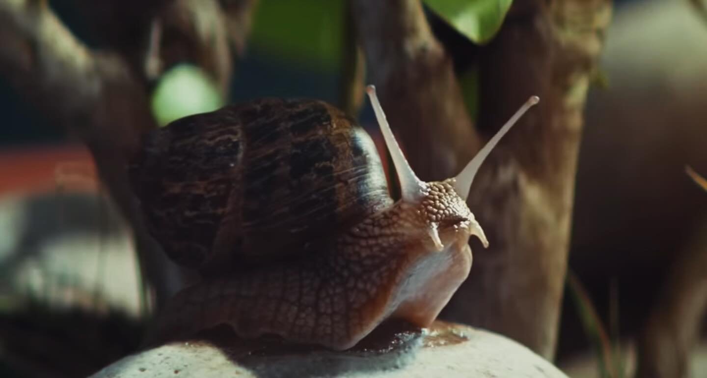 This is the singing snail in the @rspca_official #ForEveryKind video (it&rsquo;s amazing - if you haven&rsquo;t seen it, please check it out!). And this was part of the #rspca huge recent rebrand. In one of the latest blogs for #influenceonline (the 