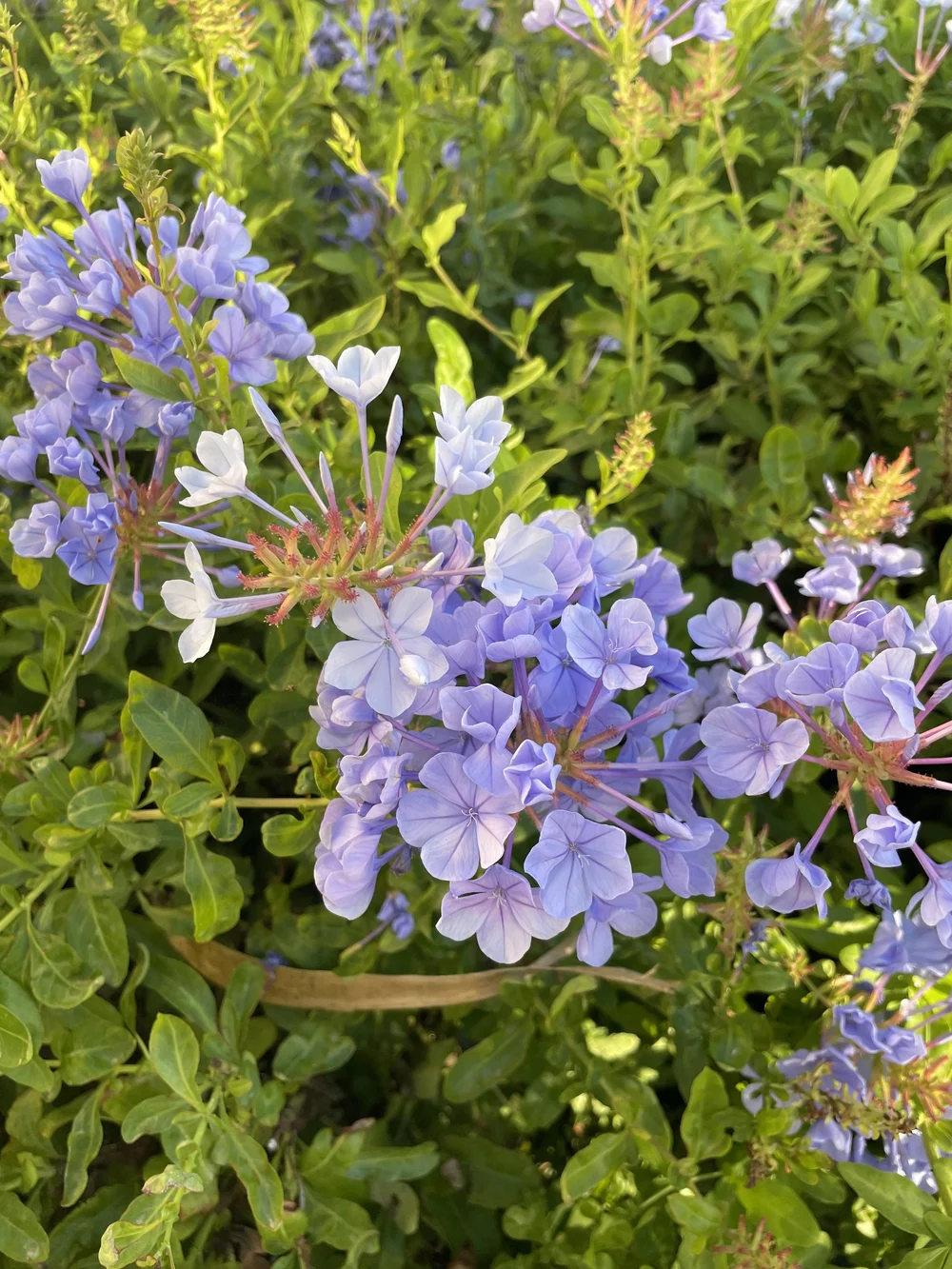 Lilac flowers among greenery