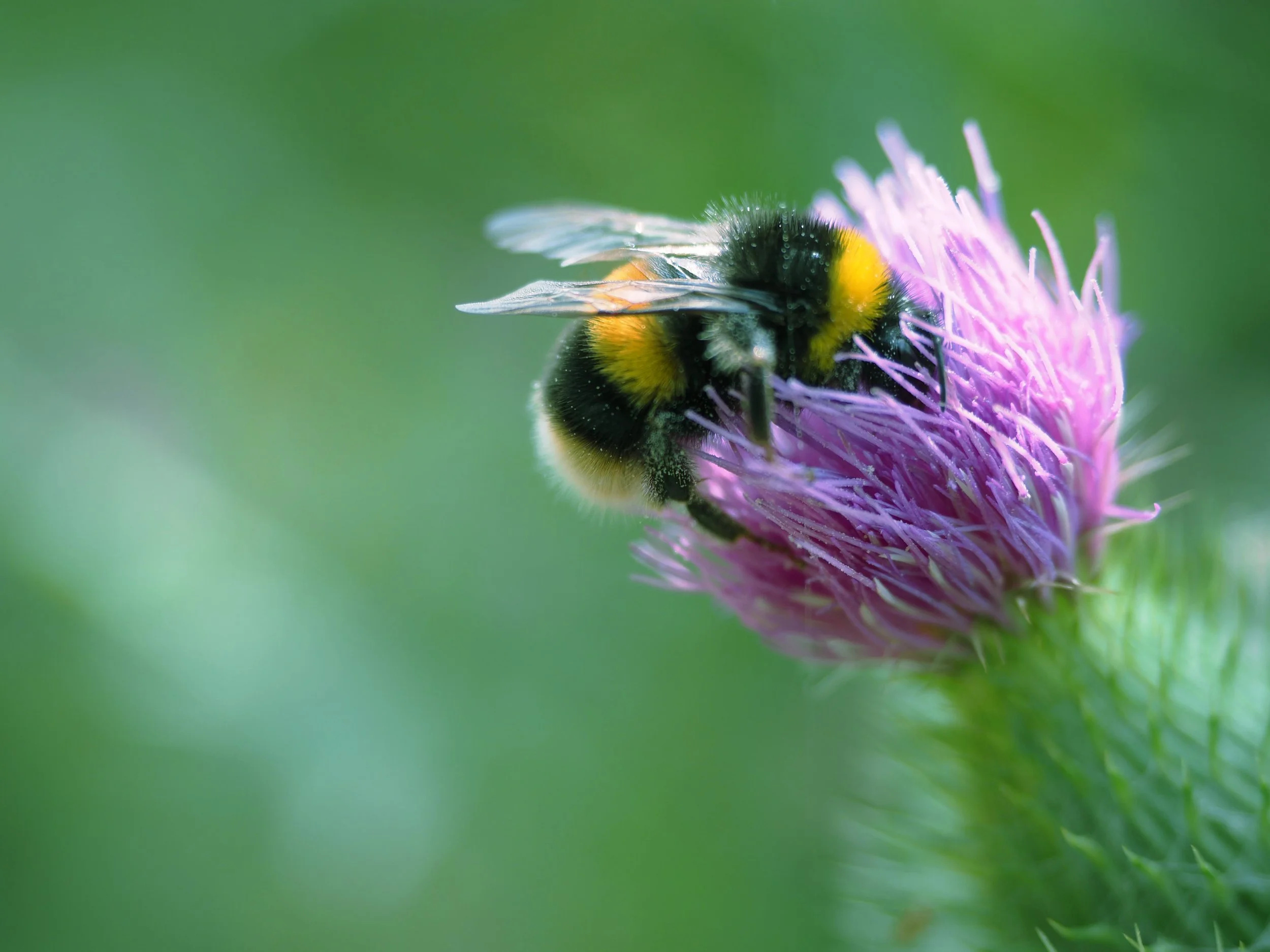 A close up of a bumblebee sat on a purple flower