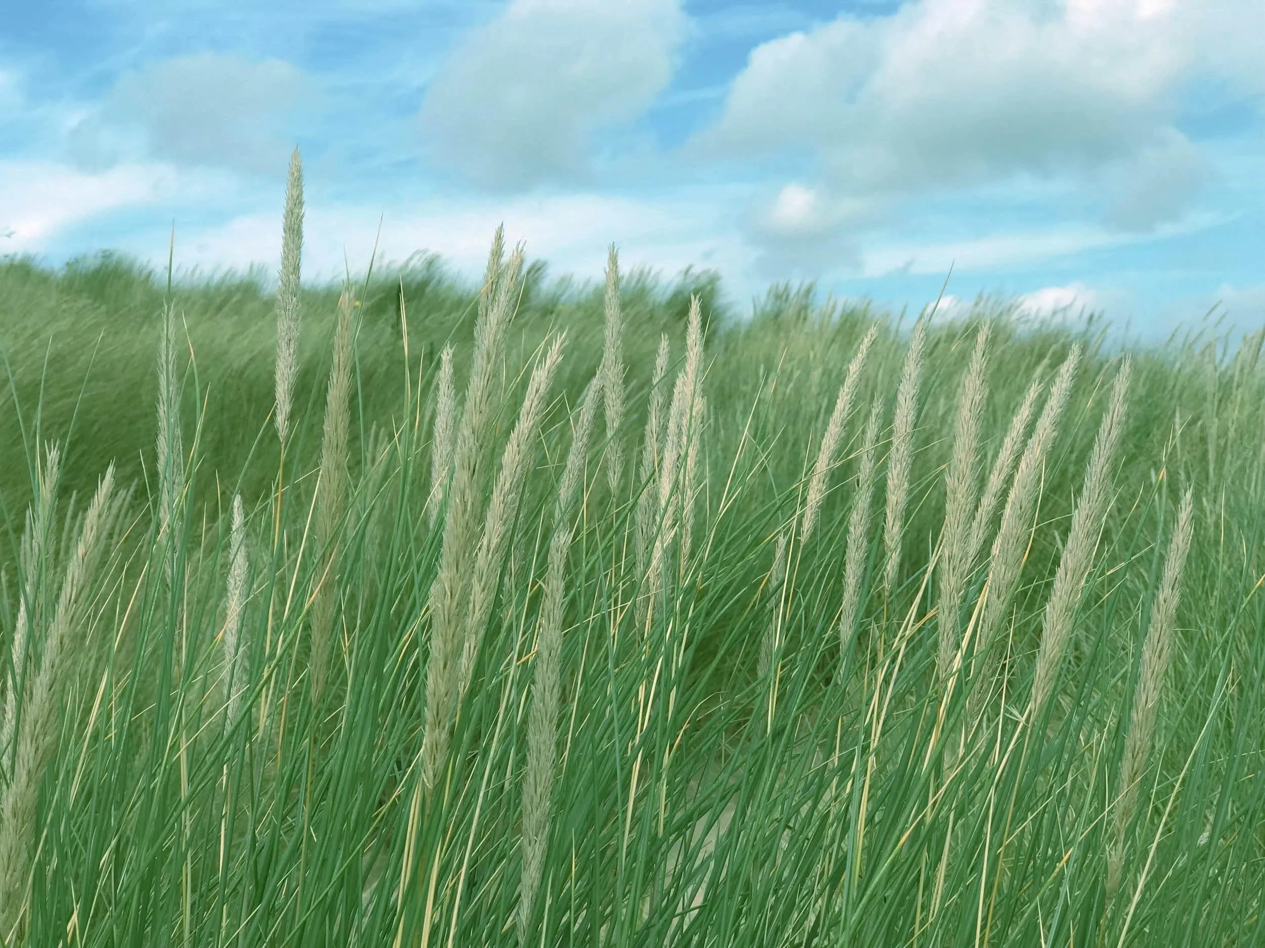 A field of long grass with a blue sky and white clouds in the background