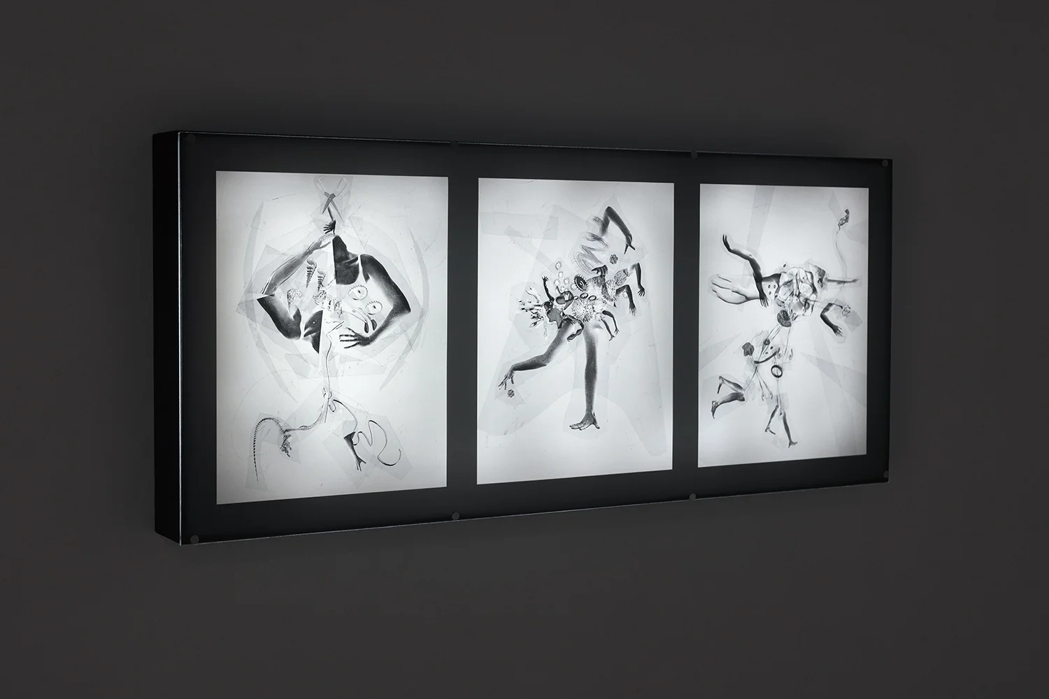 Installation Documentation - Composite Hybrids , 2019, backlit photograph, plywood, plexiglass, LED lights, 22x50”