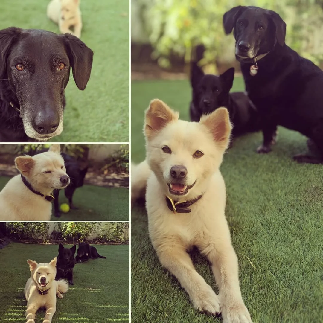 Doggy models 🥰 Biggie, Jack and Marlow
#PawsToPavement #LastWeekendOfSummer #DogFriends #DoggyDaycare #PetSitter #Brooklyn #DogsOfBrooklyn #DogsOfInstagram #DoggyModels