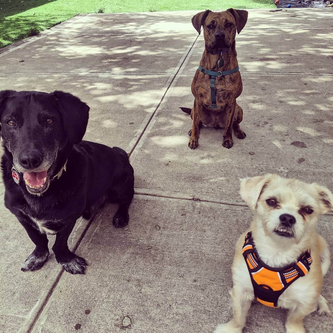 #HappyDogs #DogFriendship #PawsToPavement #BoardingBuddies #DogsOfBrooklyn #Brooklyn #DogsOfInstagram #PetSitter #BassetHound #BassetHoundsOfInstagram