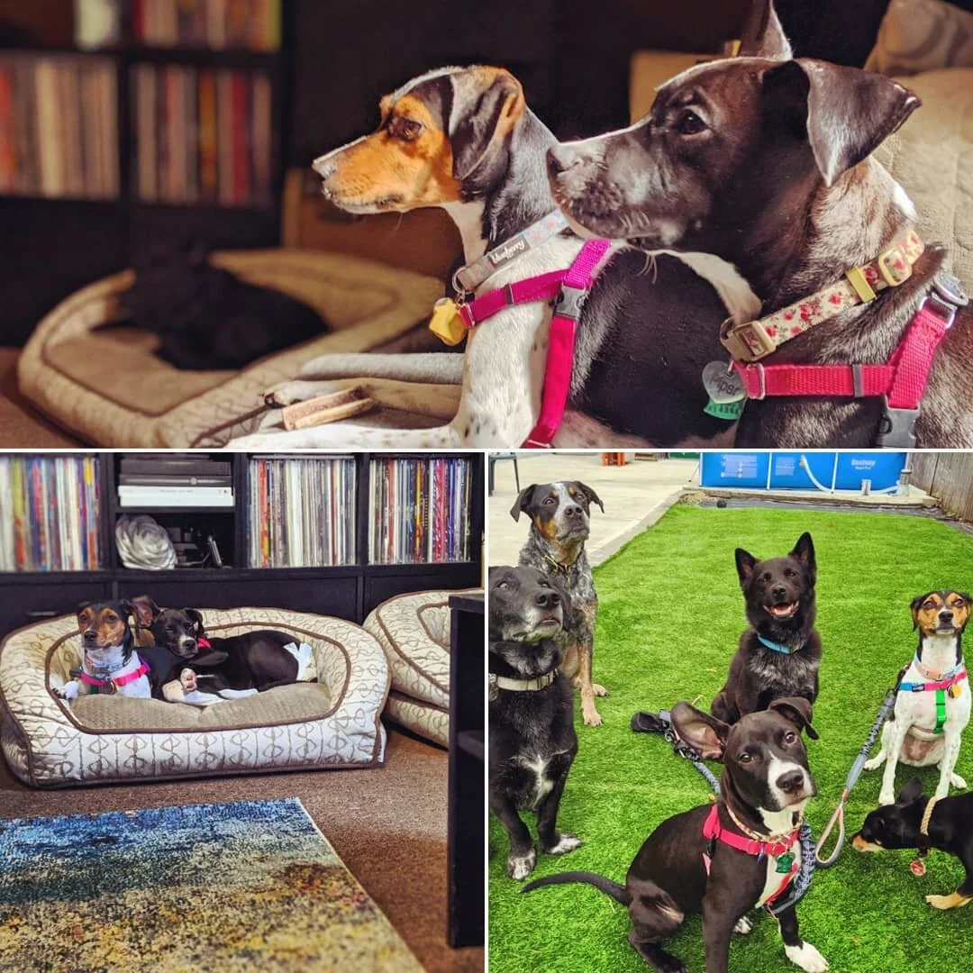 Our favorite pair of puppies, Mabel and Piper 🤗💖
#PawsToPavement #PuppyPlaytime #DoggyDaycare #Puppies #Sisters #DogFriends #DogBoarding #PetSitter #Brooklyn #DogsOfBrooklyn #PuppyLove #BeaglesOfInstagram #PuppiesOfInstagram