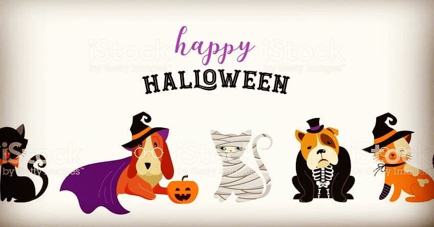 Happy Halloween from P2P!! Have fun &amp; stay safe (and dry) tonight! 🧟&zwj;♀️🎃🧟
#PawsToPavement #HappyHalloween #DoggyDaycare #DogBoarding #Brooklyn #DogsOfBrooklyn #DogsOfInstagram #CatsOfInstagram #PetSitter