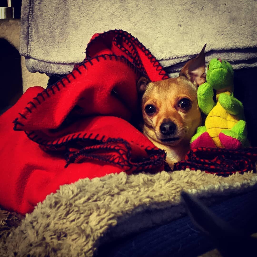 Lola in her happy place 💛🧡💜
#PawsToPavement #Blankie #SafeSpace #HappyPlace #DogsOfInstagram #ChihuahuasOfInstagram #Chihuahua #DogsOfBrooklyn #Brooklyn #PetSitter #HappyDog