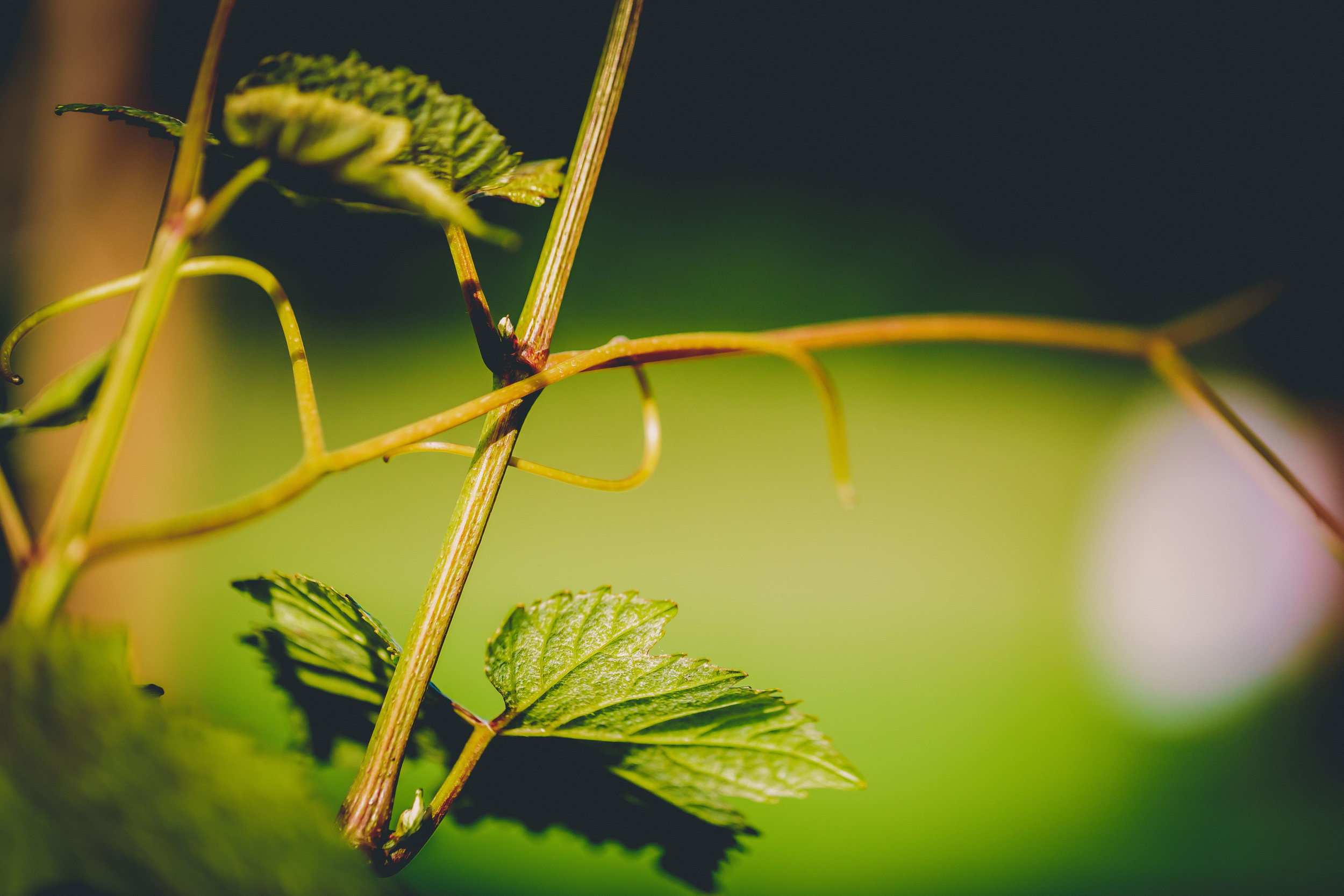 Vine Close Up.jpg