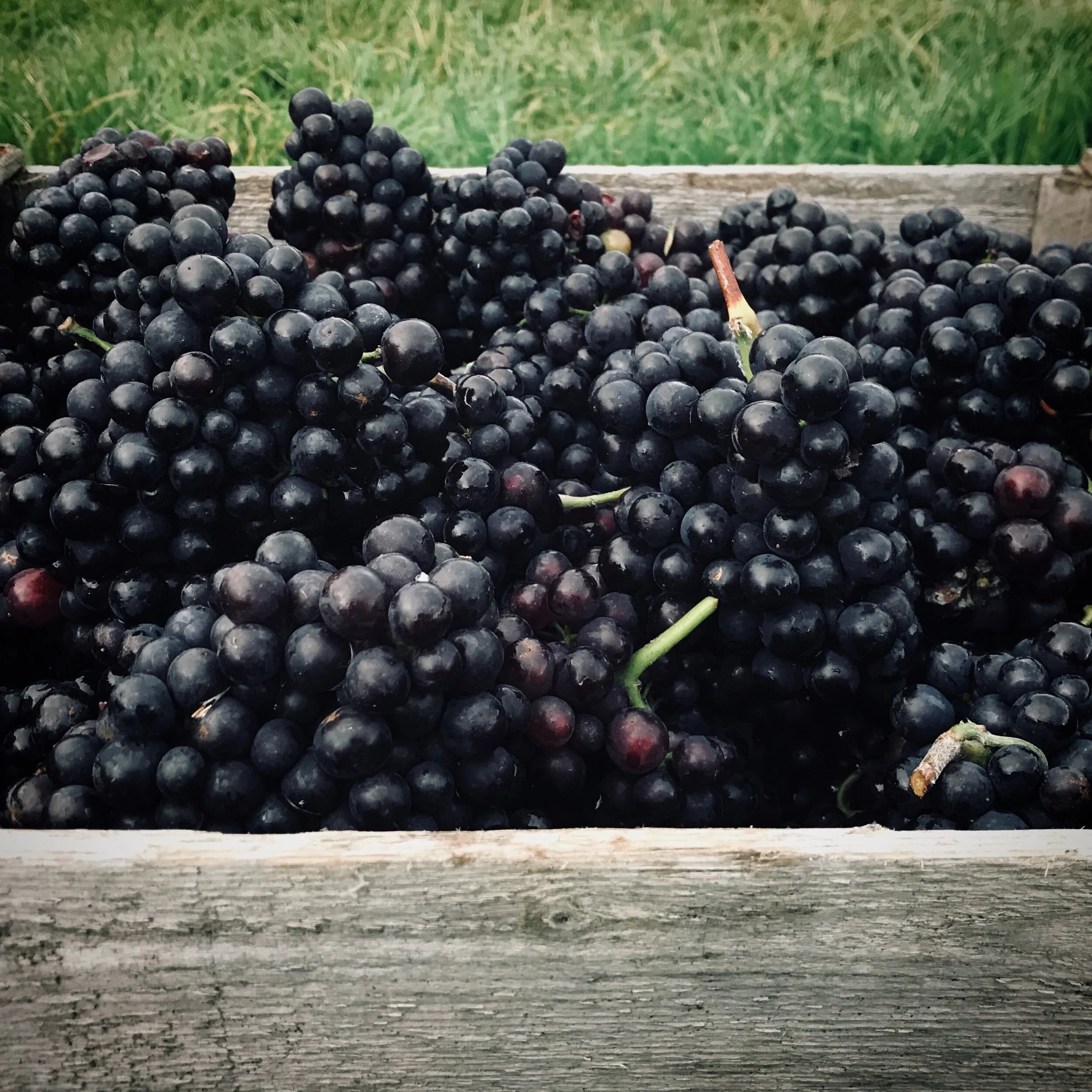 grapes.jpeg