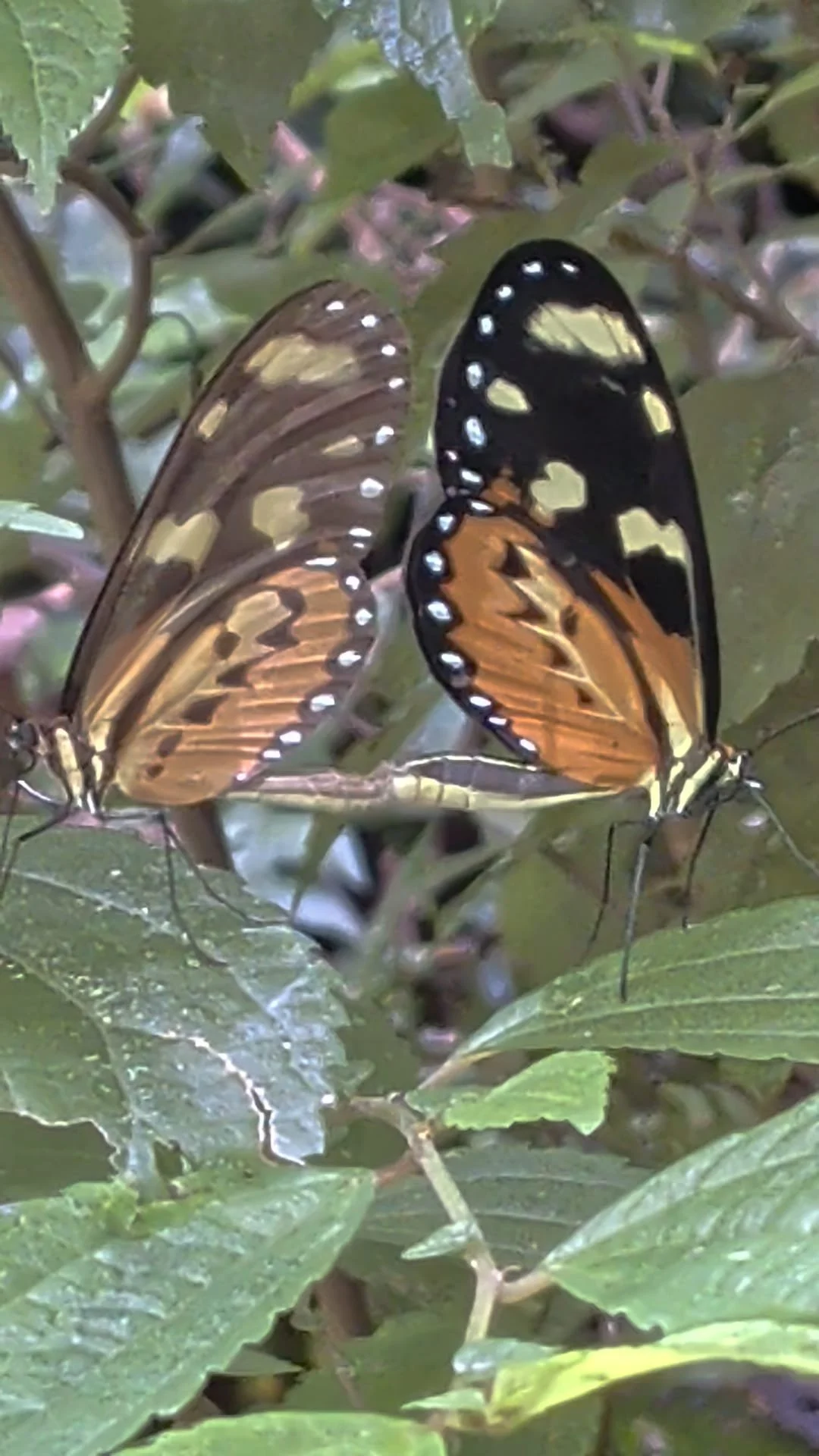 WhatsApp Image 2026-02-19 at 23.17.31 (2).jpeg