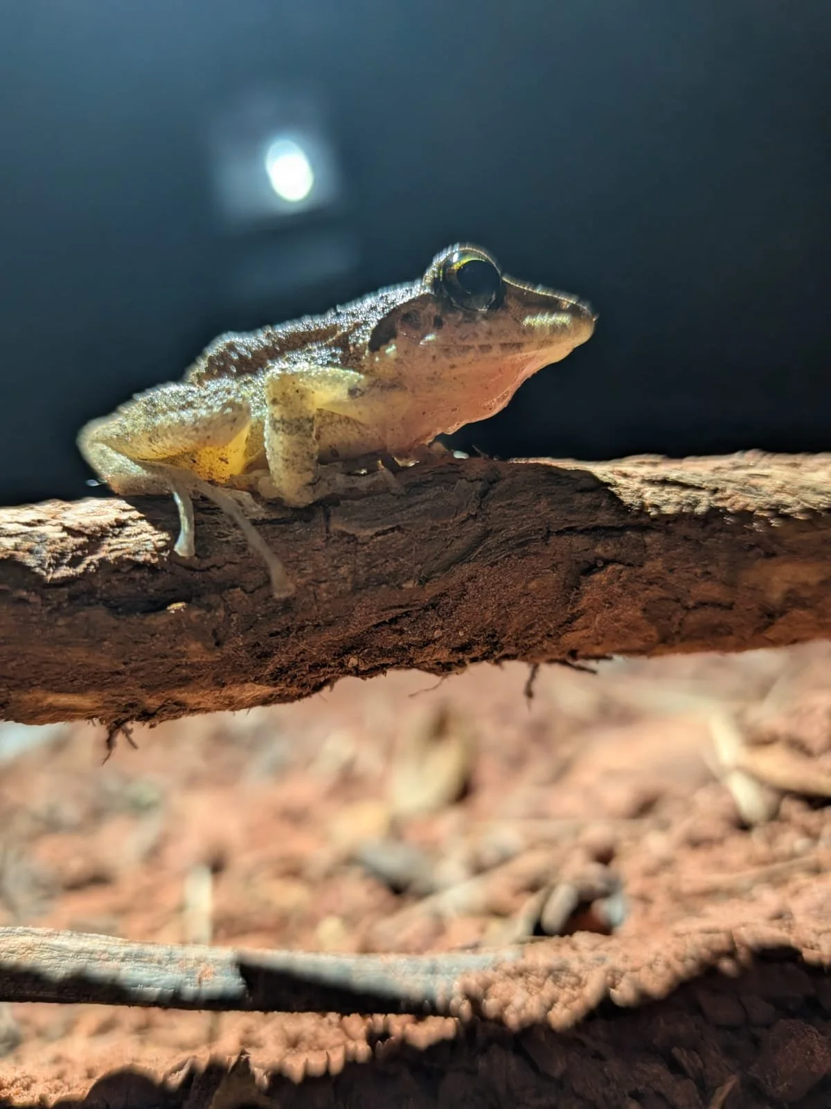 WhatsApp Image 2026-02-19 at 23.20.02 (2).jpeg