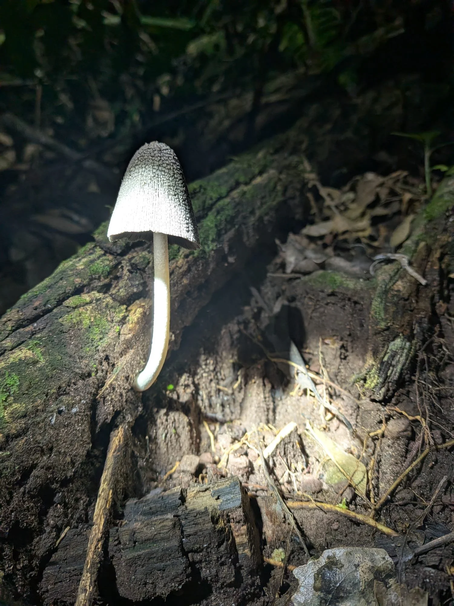 WhatsApp Image 2026-02-19 at 23.20.02 (1).jpeg