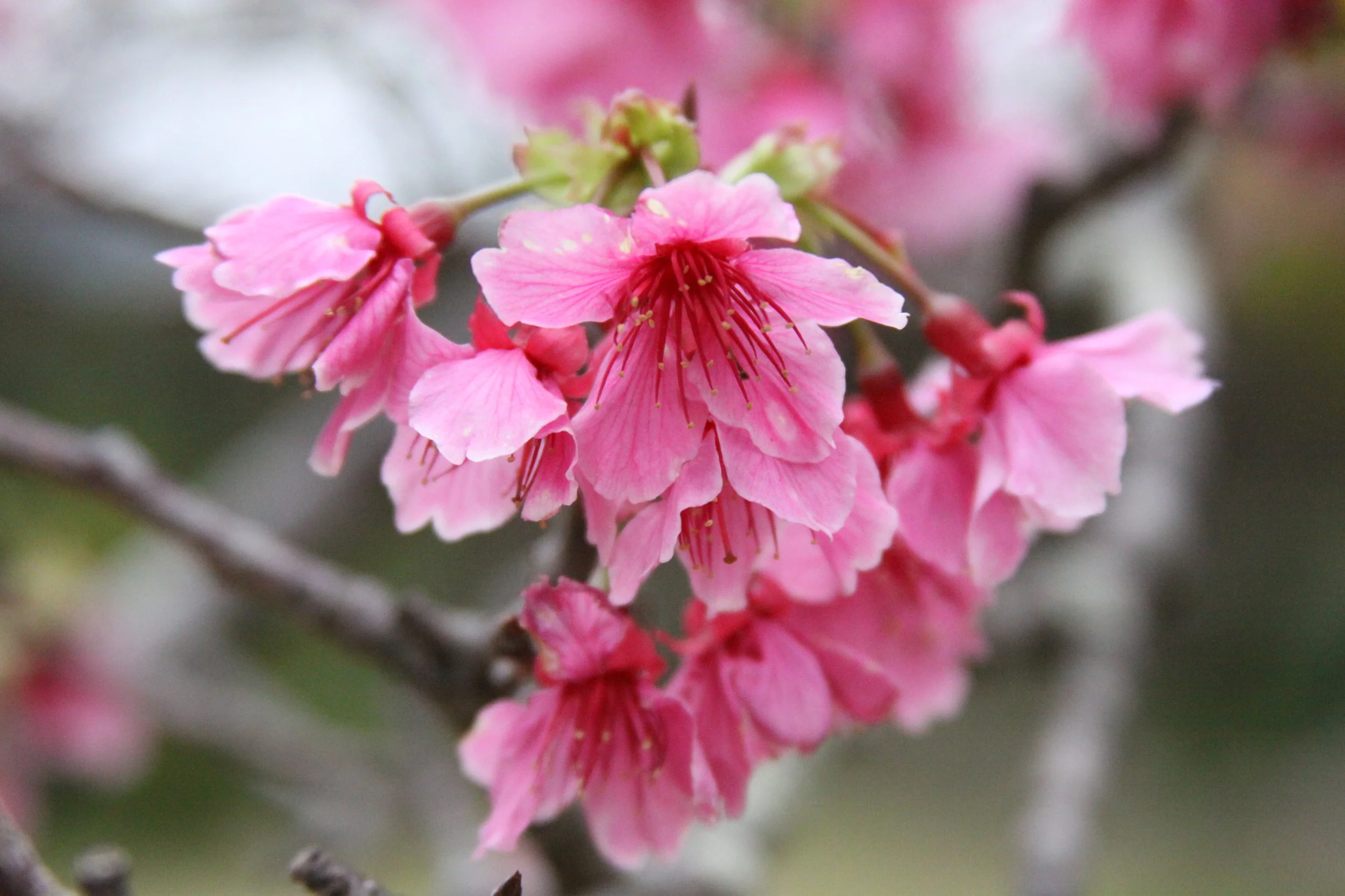 Top 5 Family Events This Weekend March 16th-18th