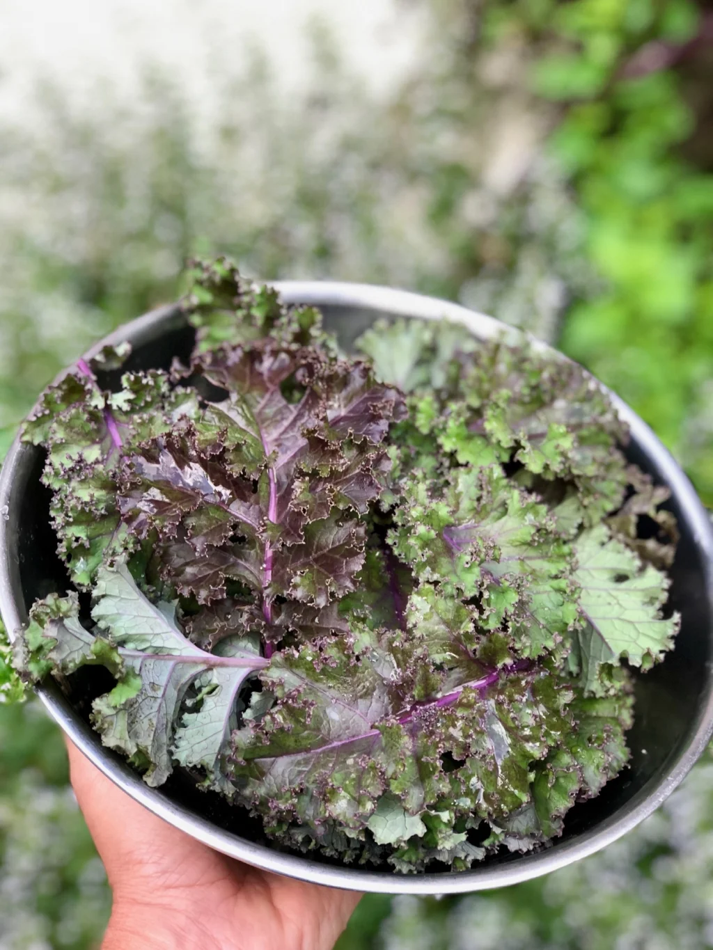 Kale Slaw Exclusively from Stacey Snacks A.HOME Summit, NJ