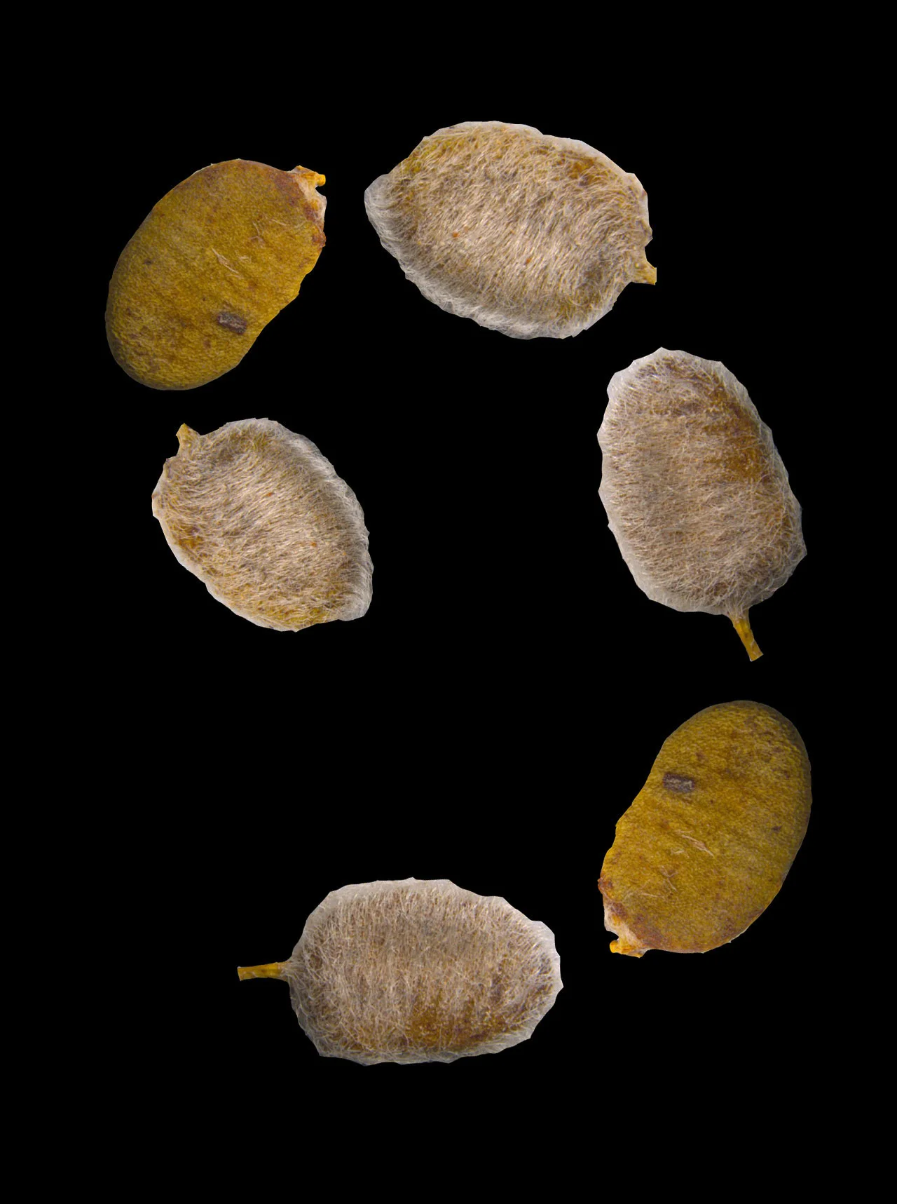 MARSILEA DRUMMONDII