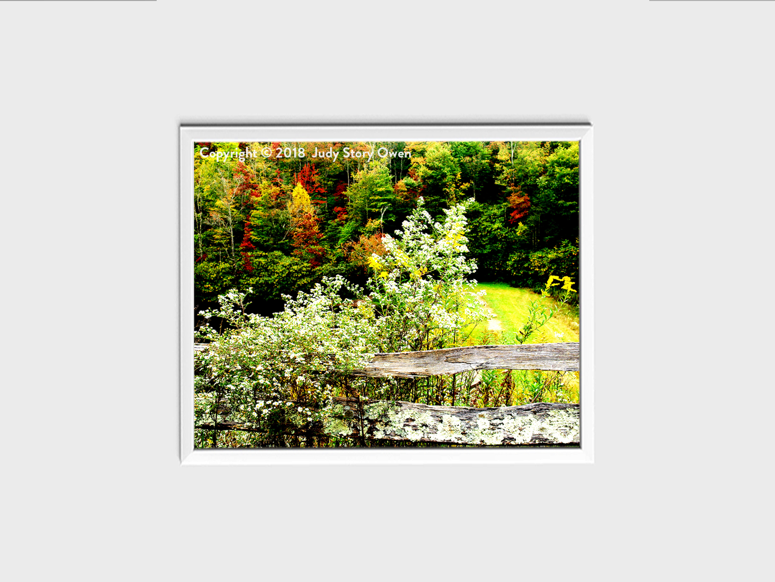 Autumn Foliage