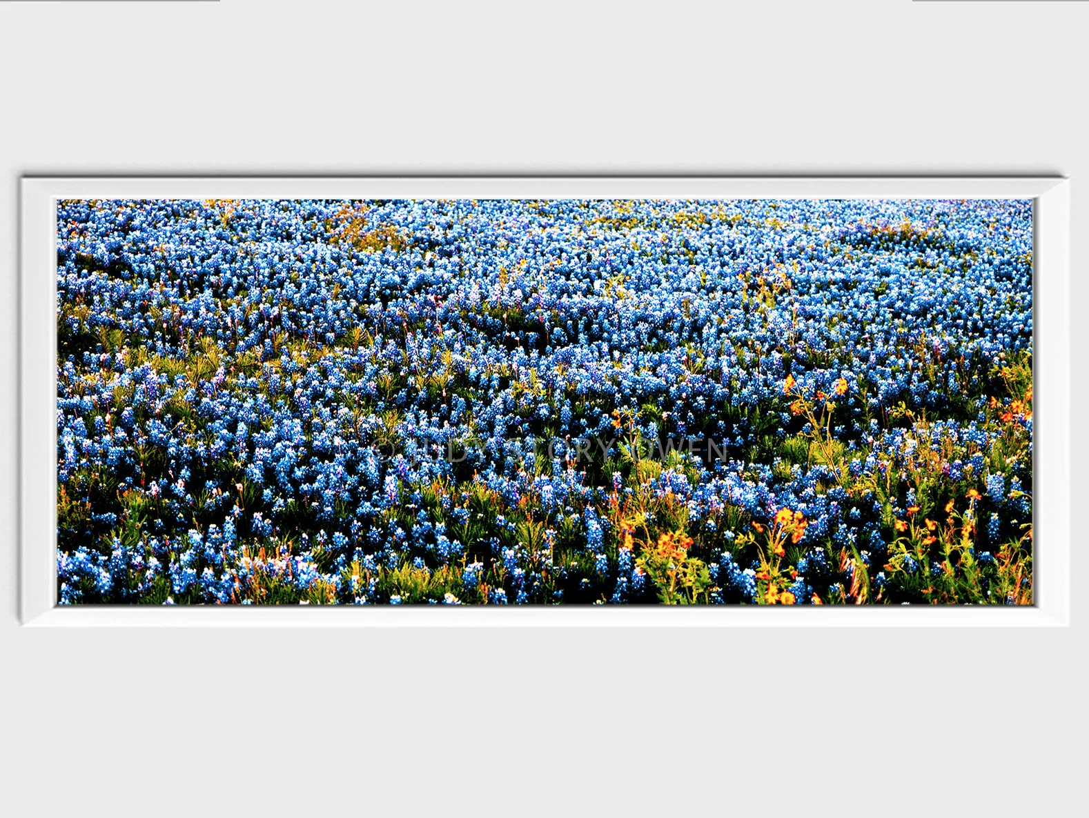 sweet bluebonnet spring 12X5at1500pxwWMat9framed.jpg