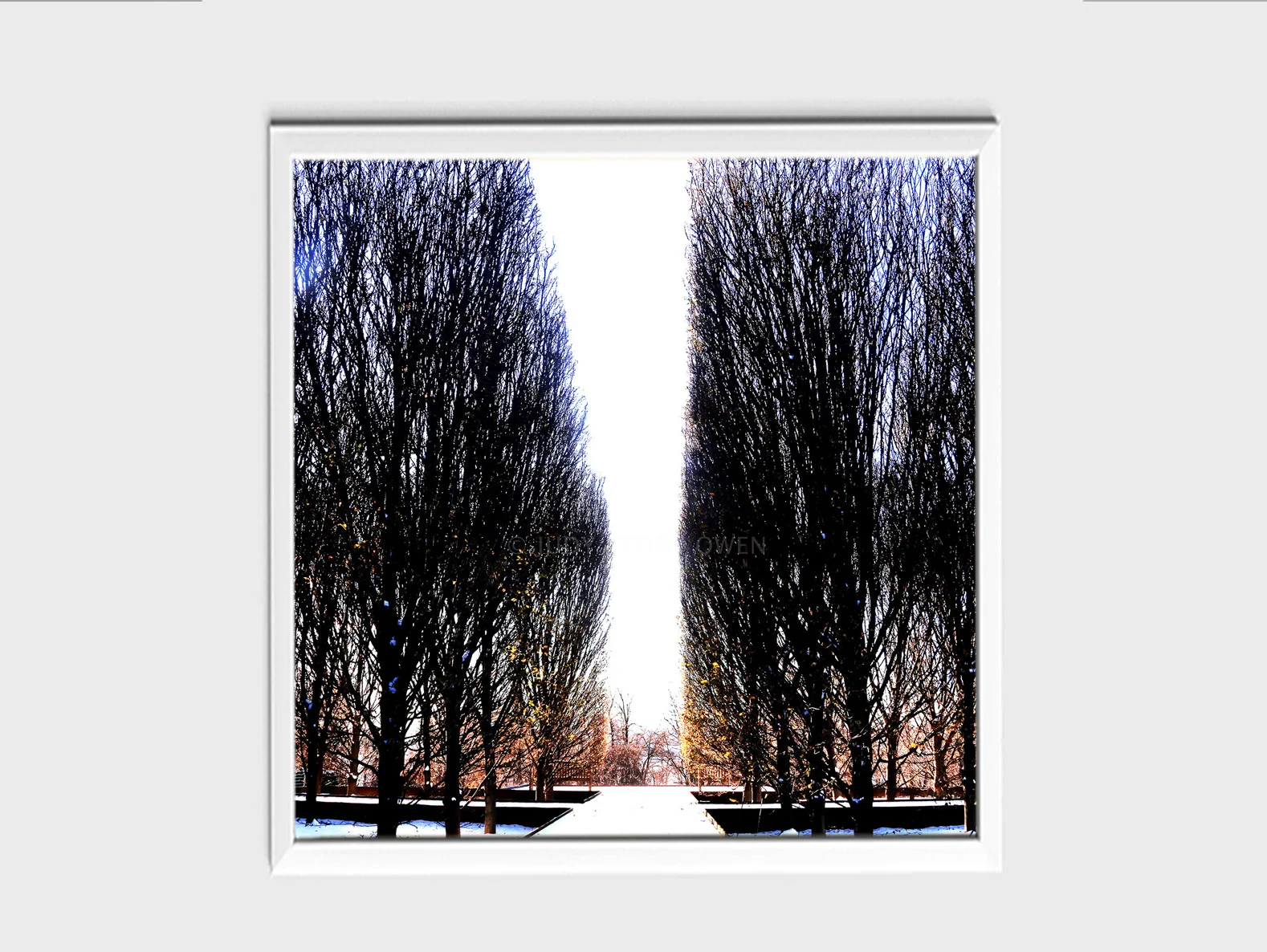 tree symmetry 12X12at1500pxwWMat9framed.jpg