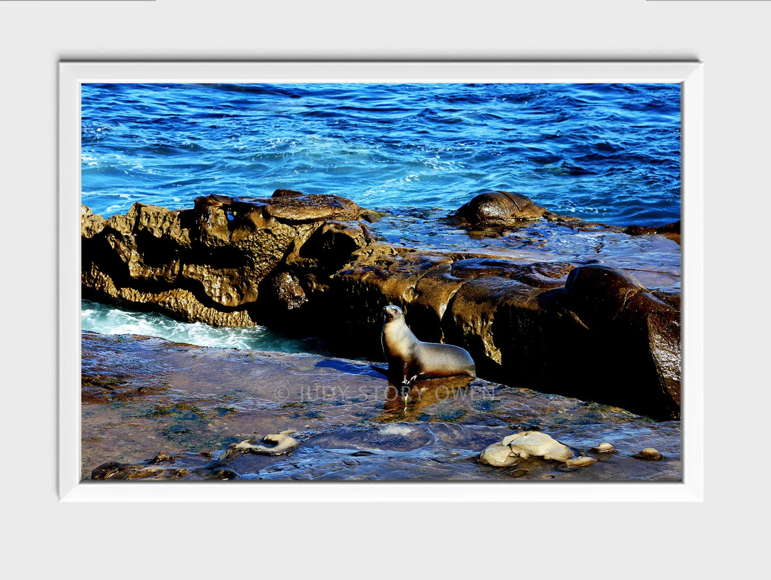 portrait of a seal 24X16at1500pxwWMat9framed.jpg