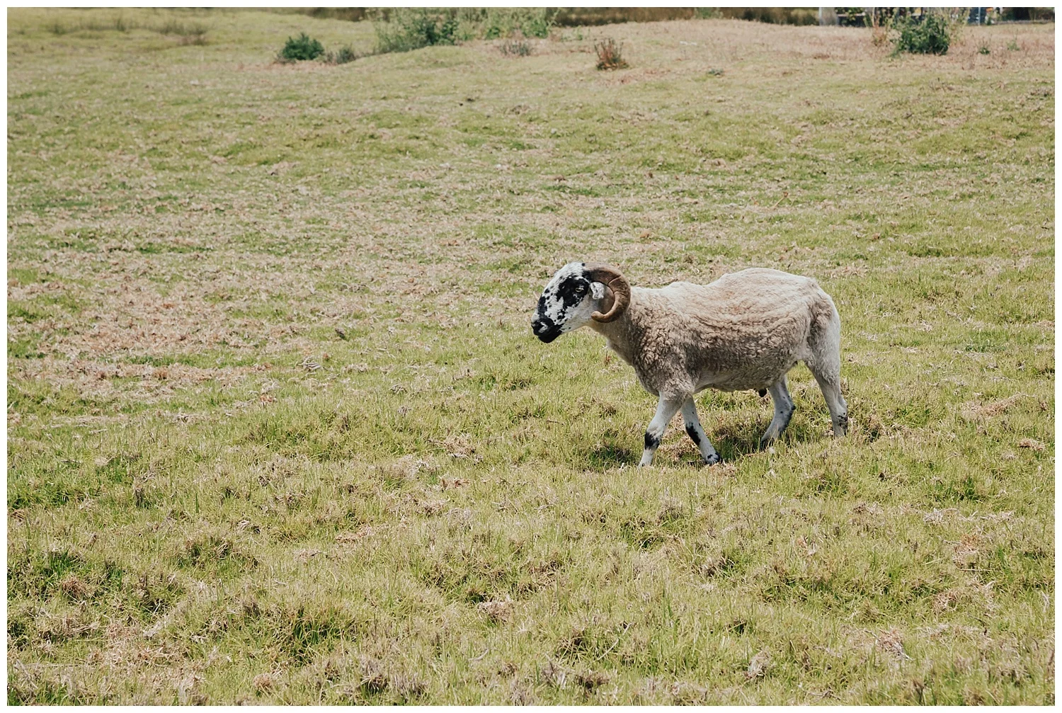 mission-ranch-sheep-wedding-carol-oliva-photography.jpg