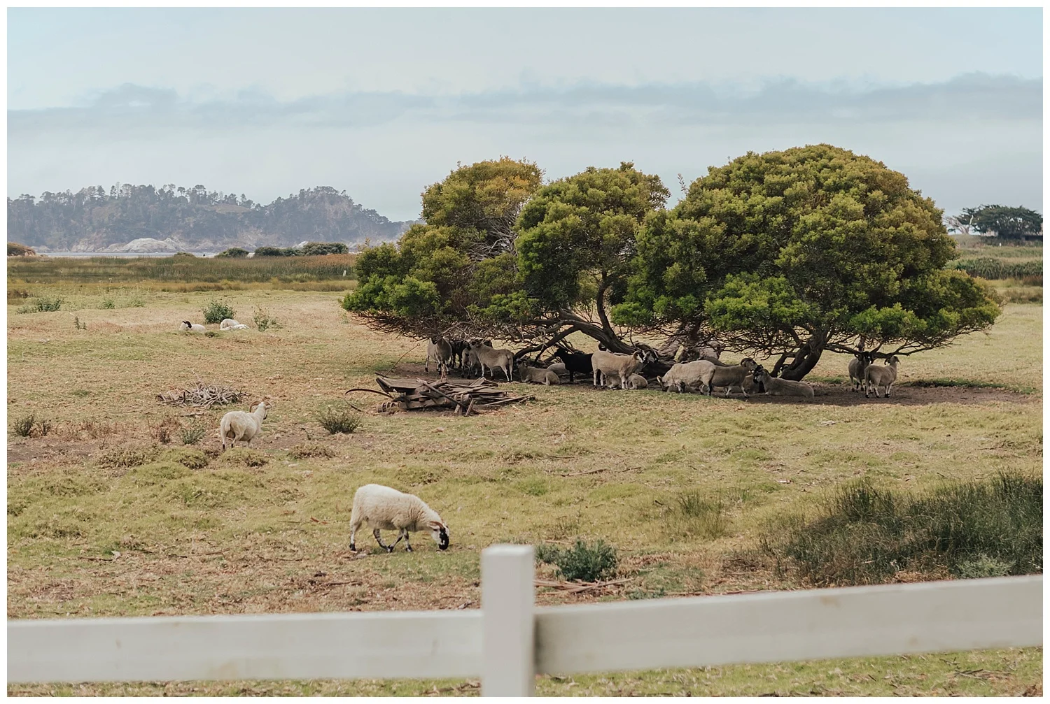 carmel-mission-ranch-sheep-carol-oliva-photography.jpg