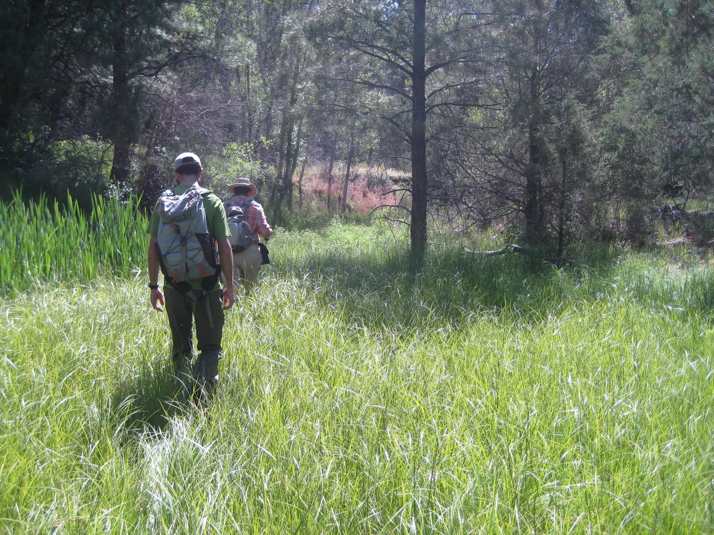 AR Meadow 3.jpg