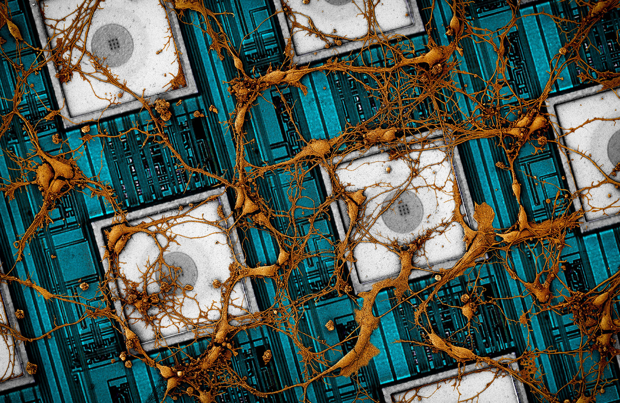 CNEA-Neuron Cover small.jpg