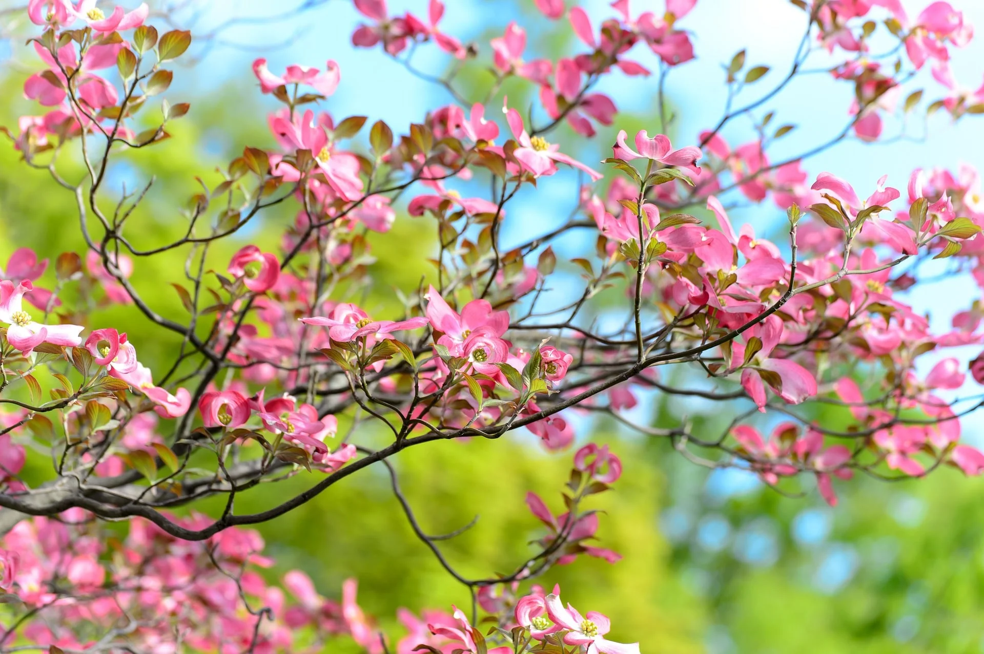 dogwood-1345590_1920-min.jpg