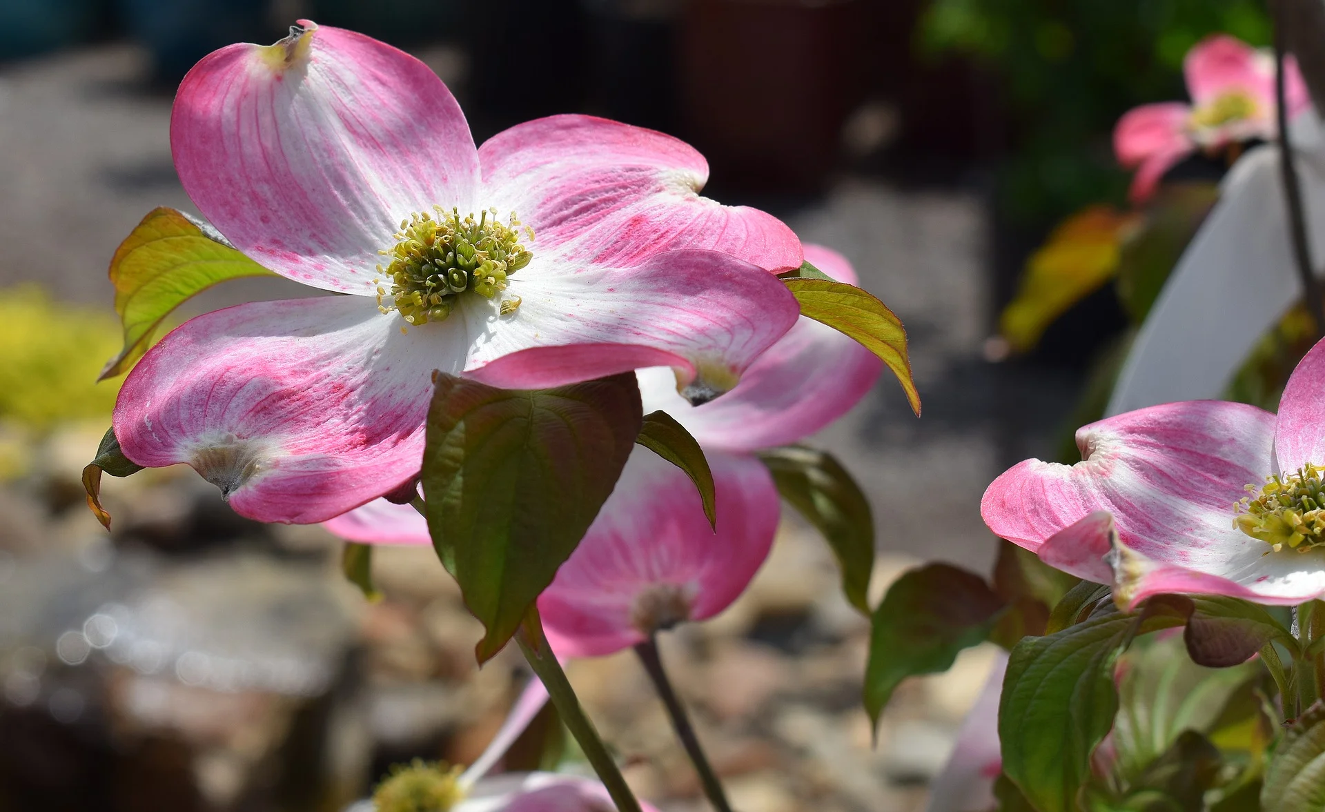 dogwood-flower-2233472_1920.jpg