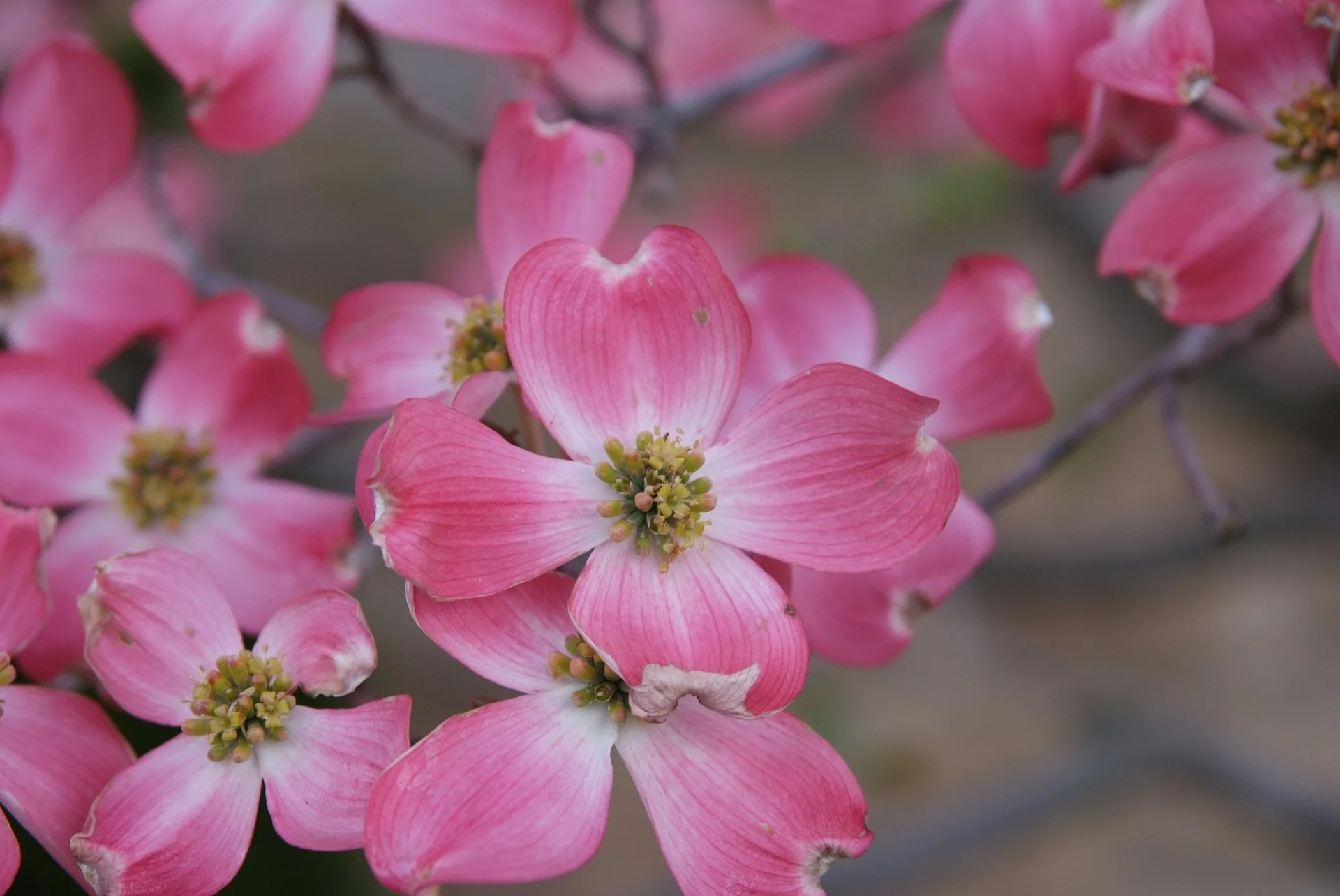 dogwood-1208222_1920-min.jpg