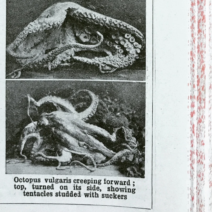 Research image for Flow Octopoda