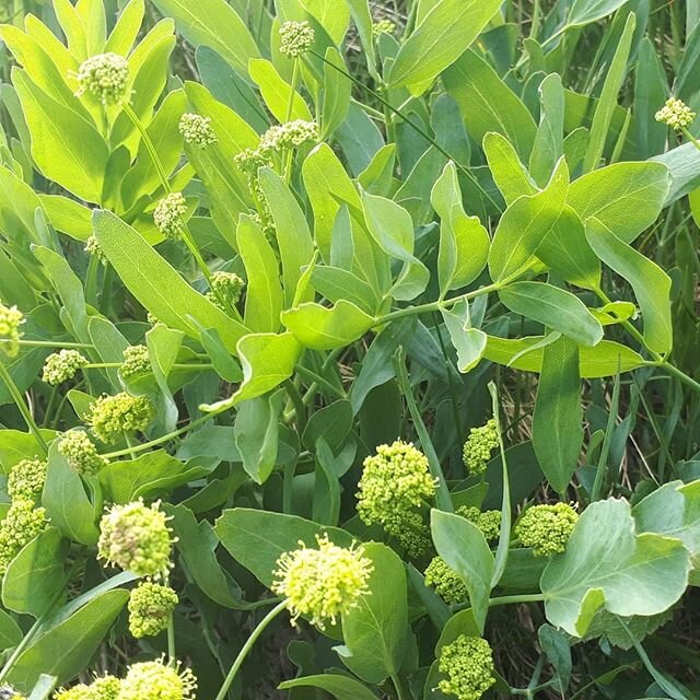 Went wandering with my friend Otis the other day and look what we found.... 1. Native medicine wild celery 
2. Endless clevers in a big velcro twist
3. Camas!
4. Owls butt
5. My first time meeting hedge nettle