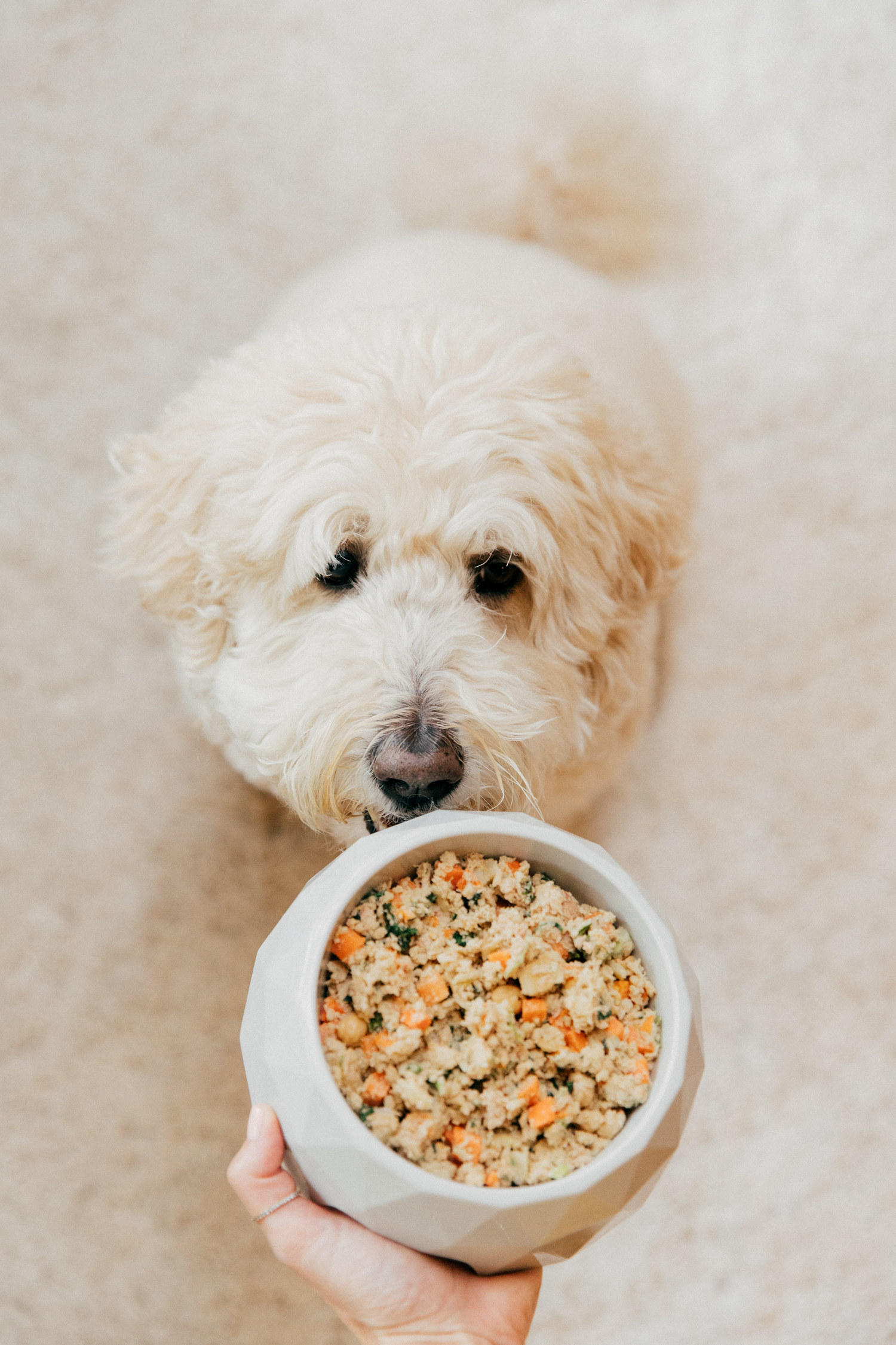 The Farmer S Dog Review Simply Life Changing That Cozy Life