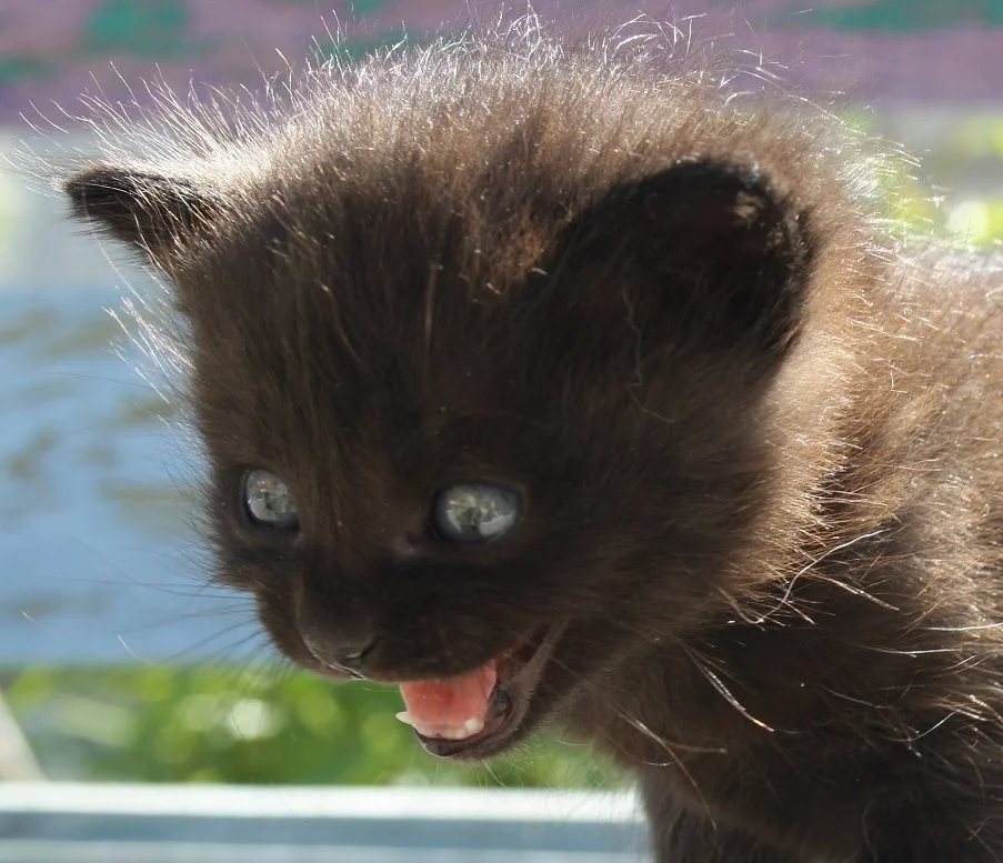 Fear - kitten.jpg