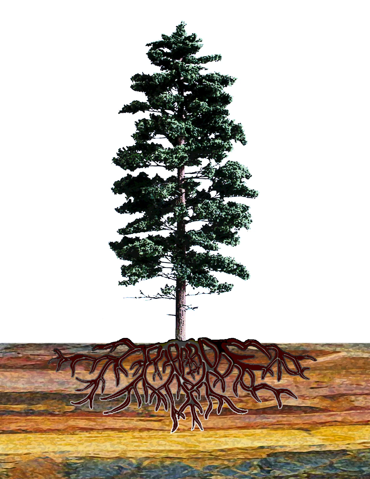 White Pine.jpg