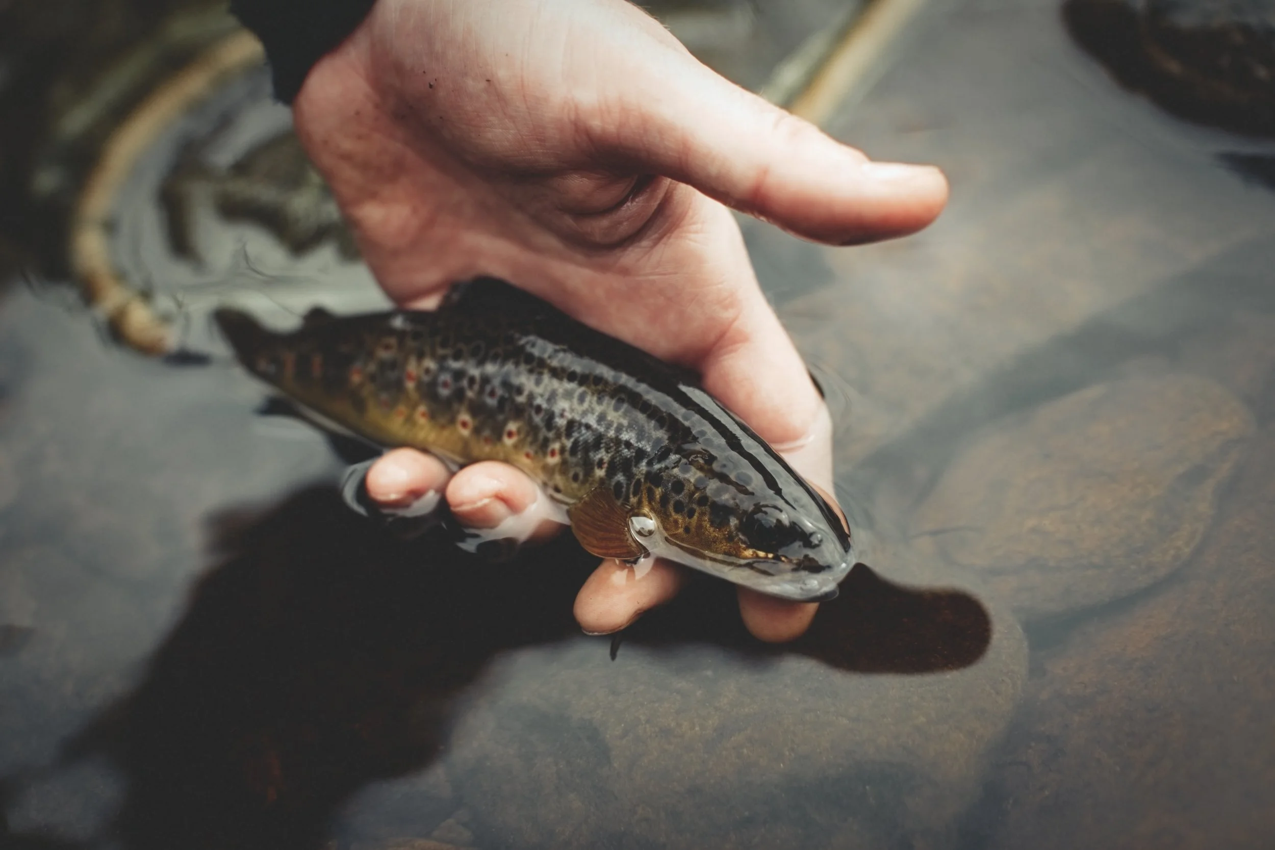 A brrown trout caught in one of the upland streams. safely released after a picture. The fish in these streams are usually relatively small