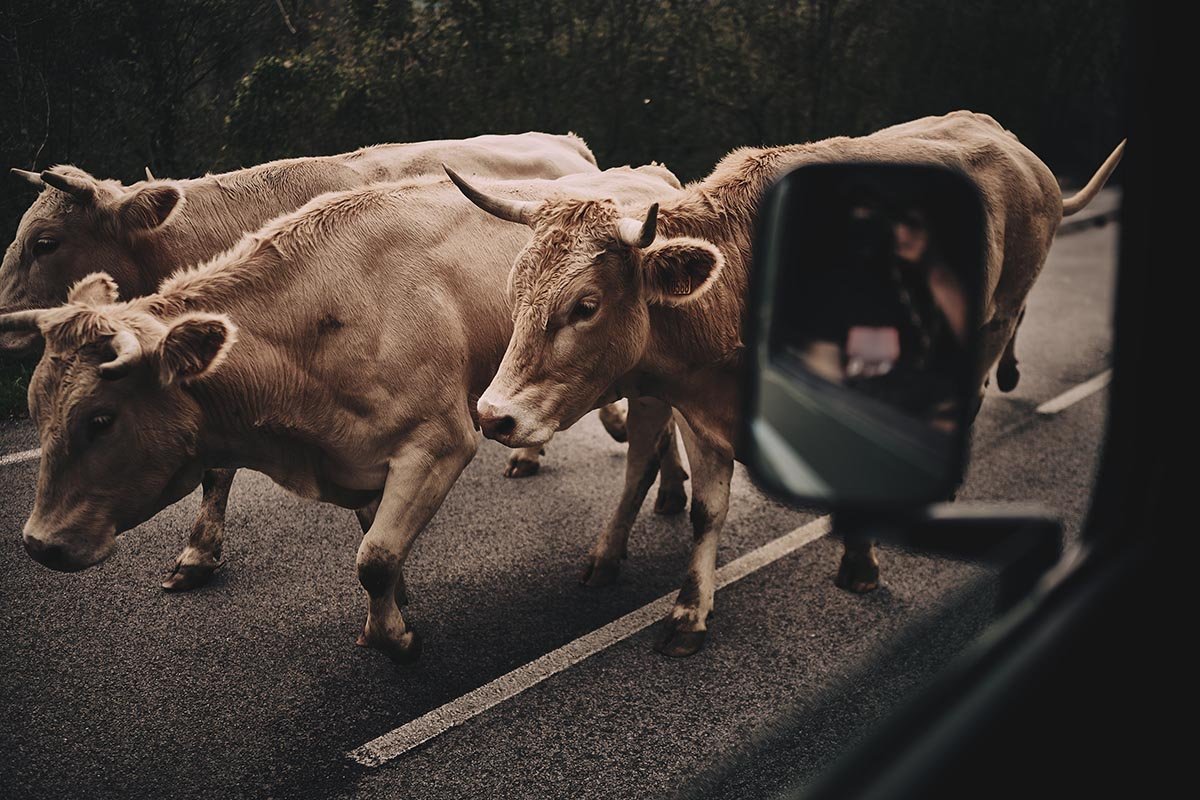 cows walk on the road by photographer Matthew Lloyd