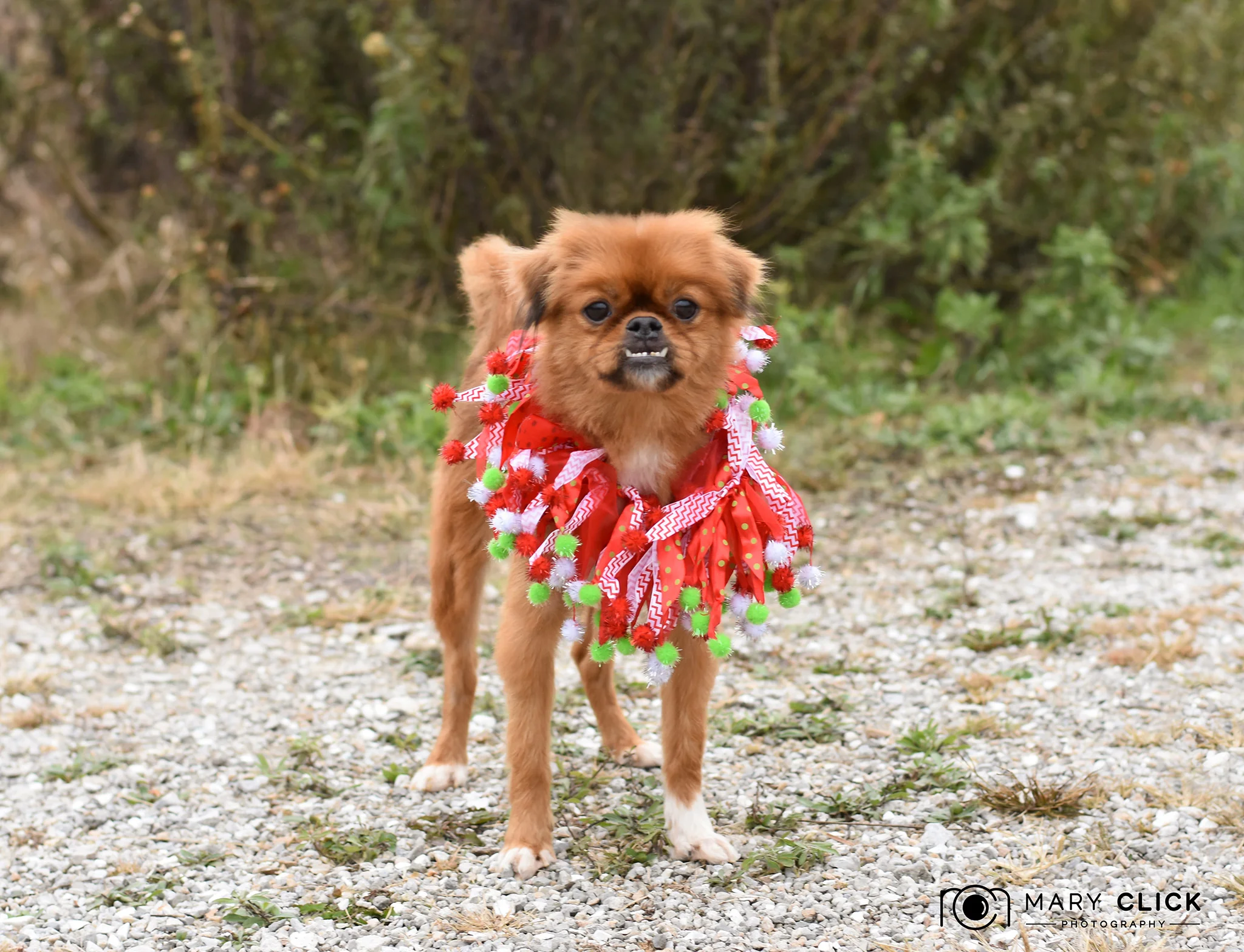 "Prancer" is a sweet little boy who prances when he walks. 