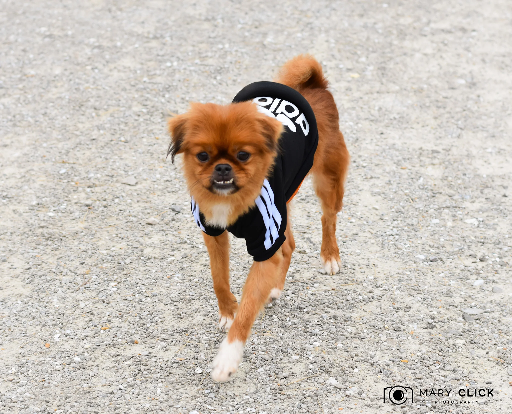 "Prancer" cmhspets.org