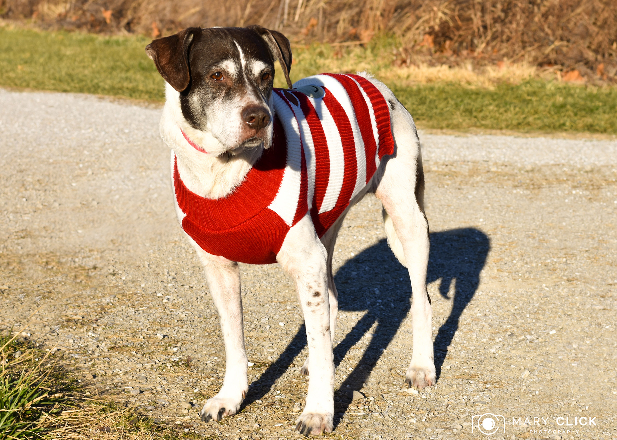 "Suki" is a 9-year old female mixed breed. 